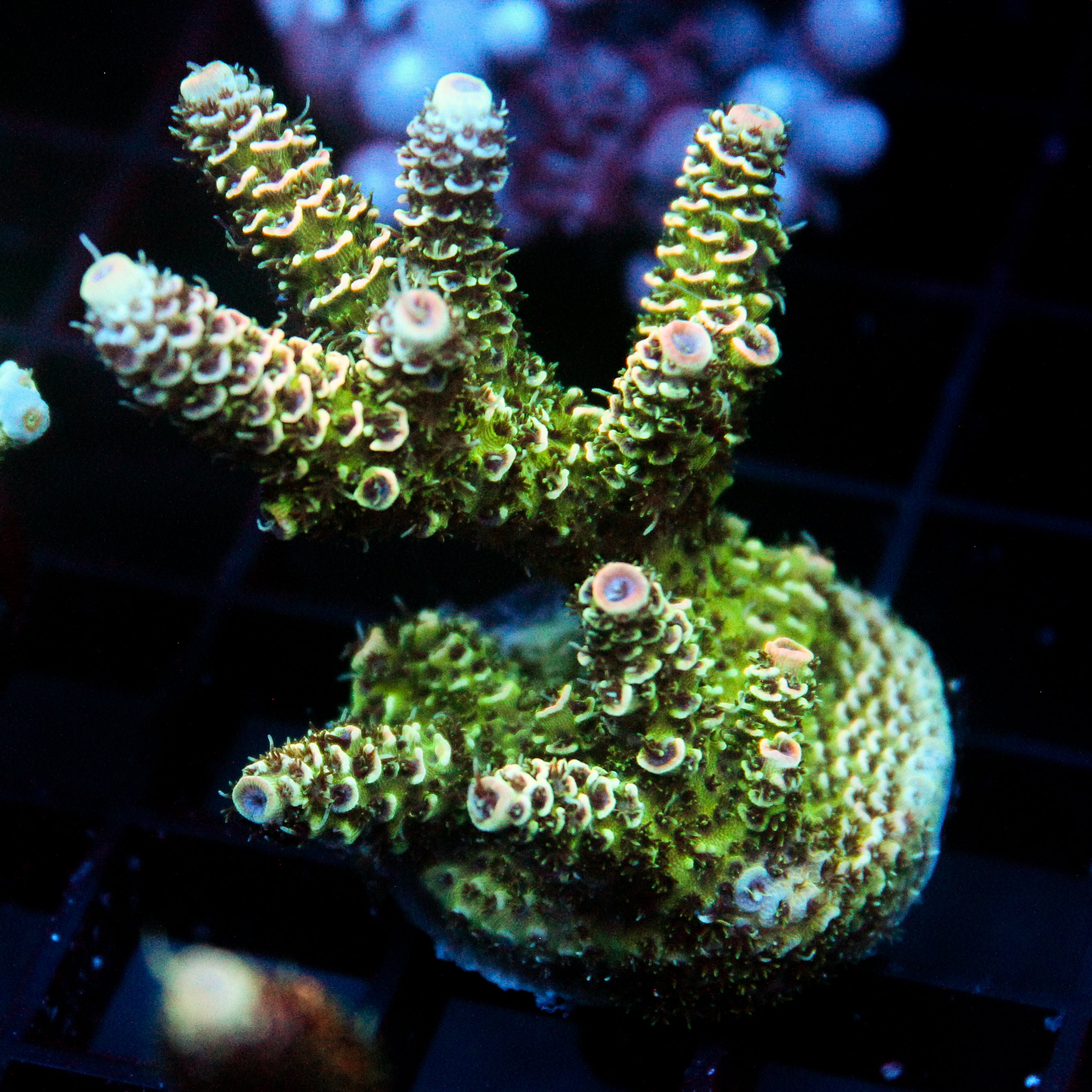 JC Green Furr Acro