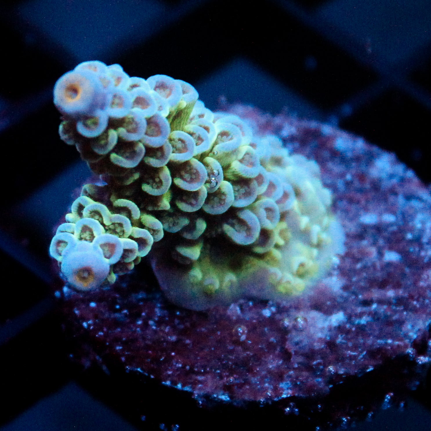 JC Blue Demon Acro