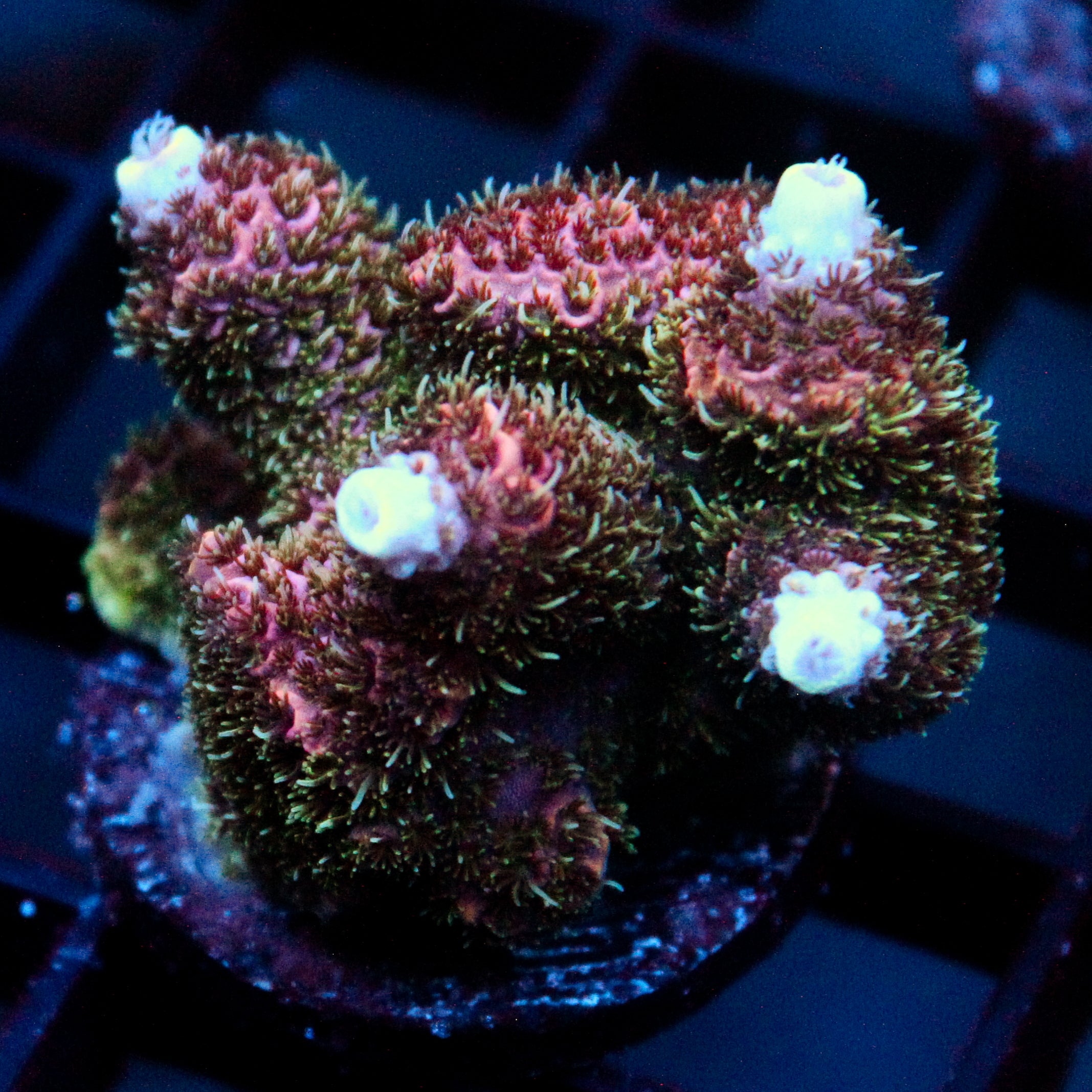 JC Royal Heart Acro Stump Cut