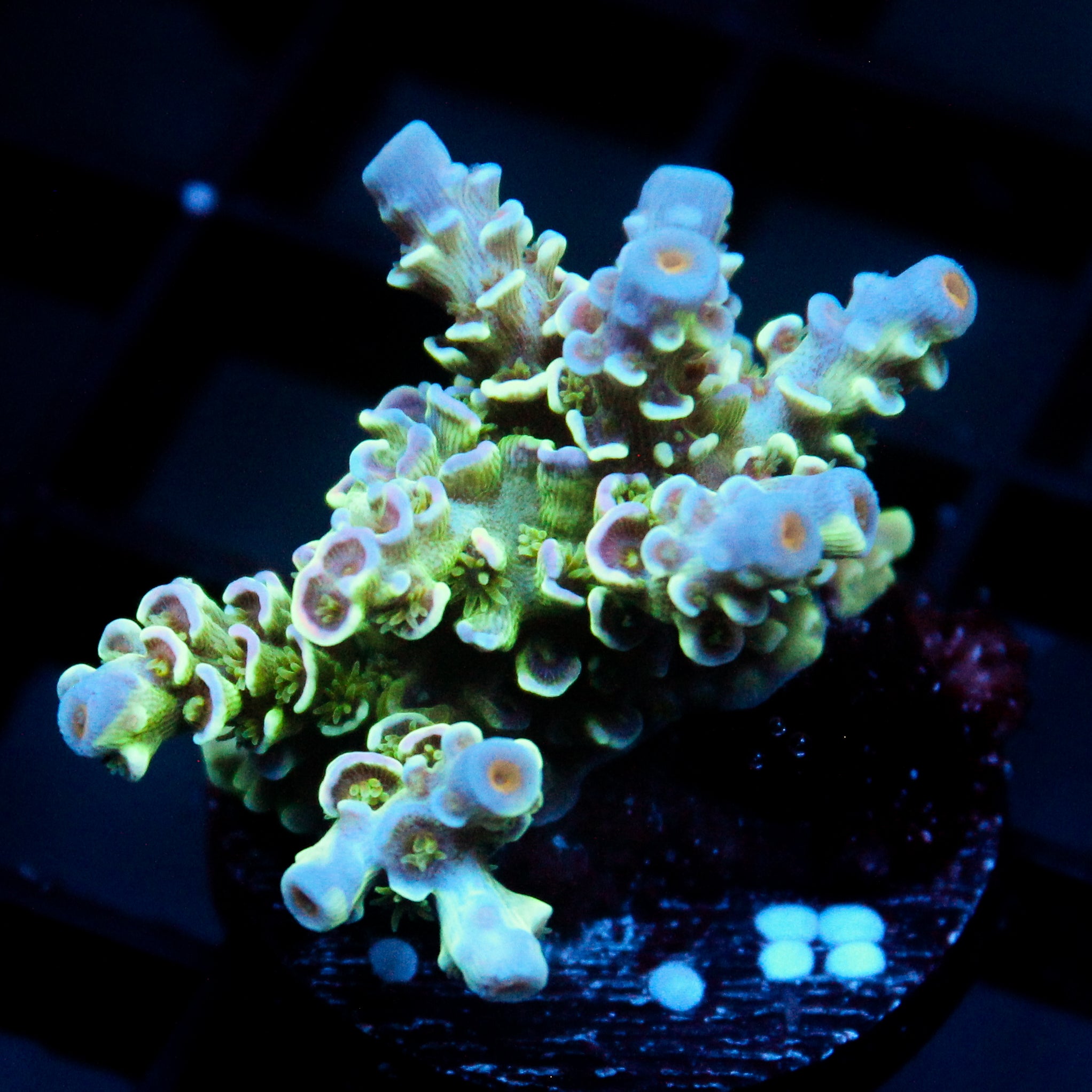 JC Petals Acro