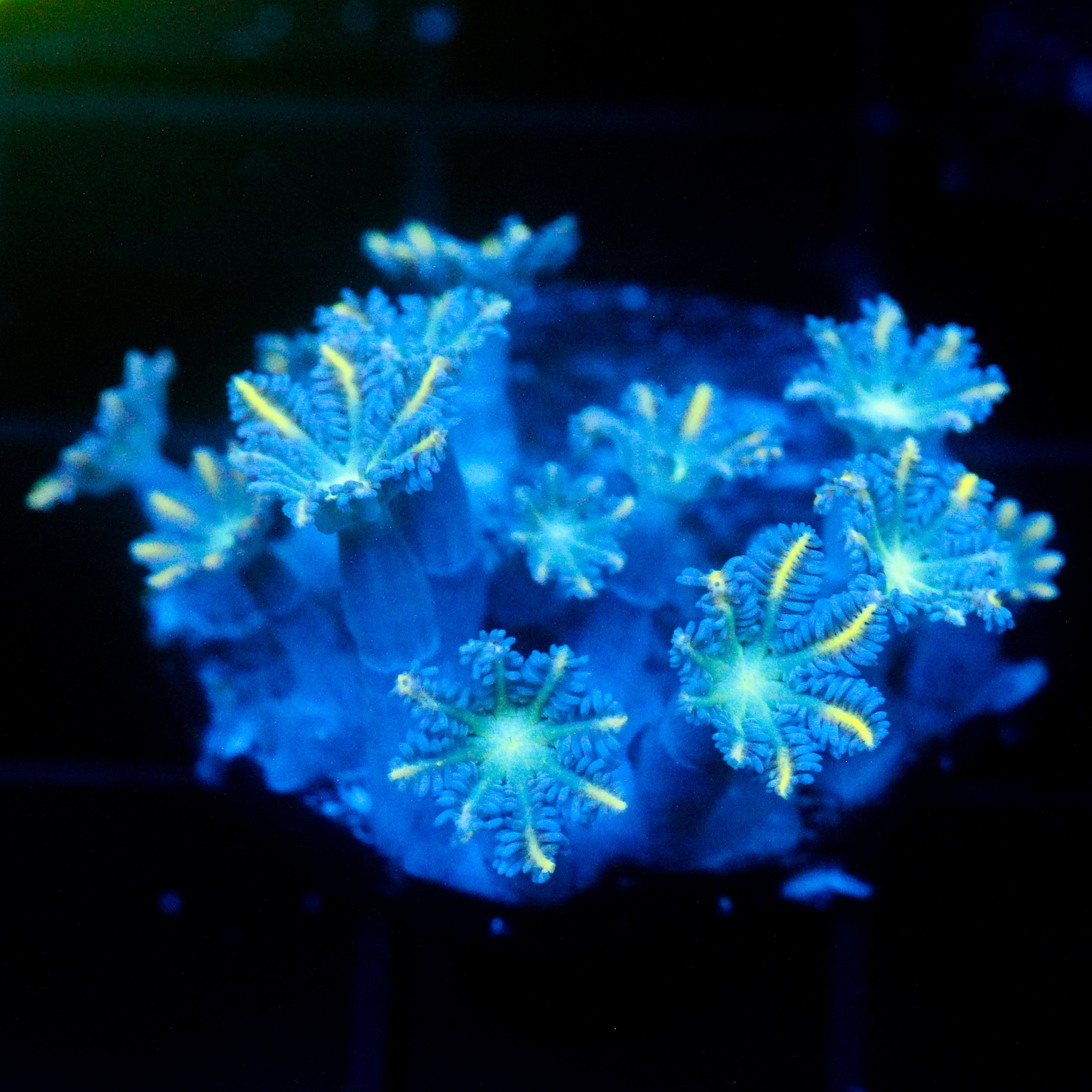 JC Orange Tip Clove Polyp