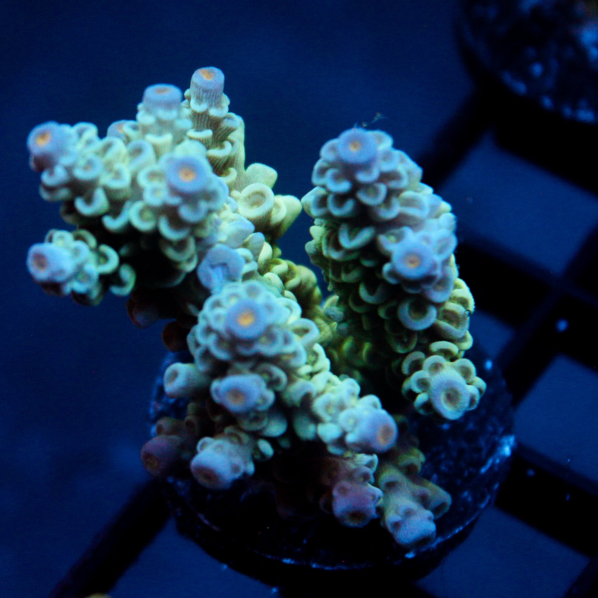 JC Green Demon Acro