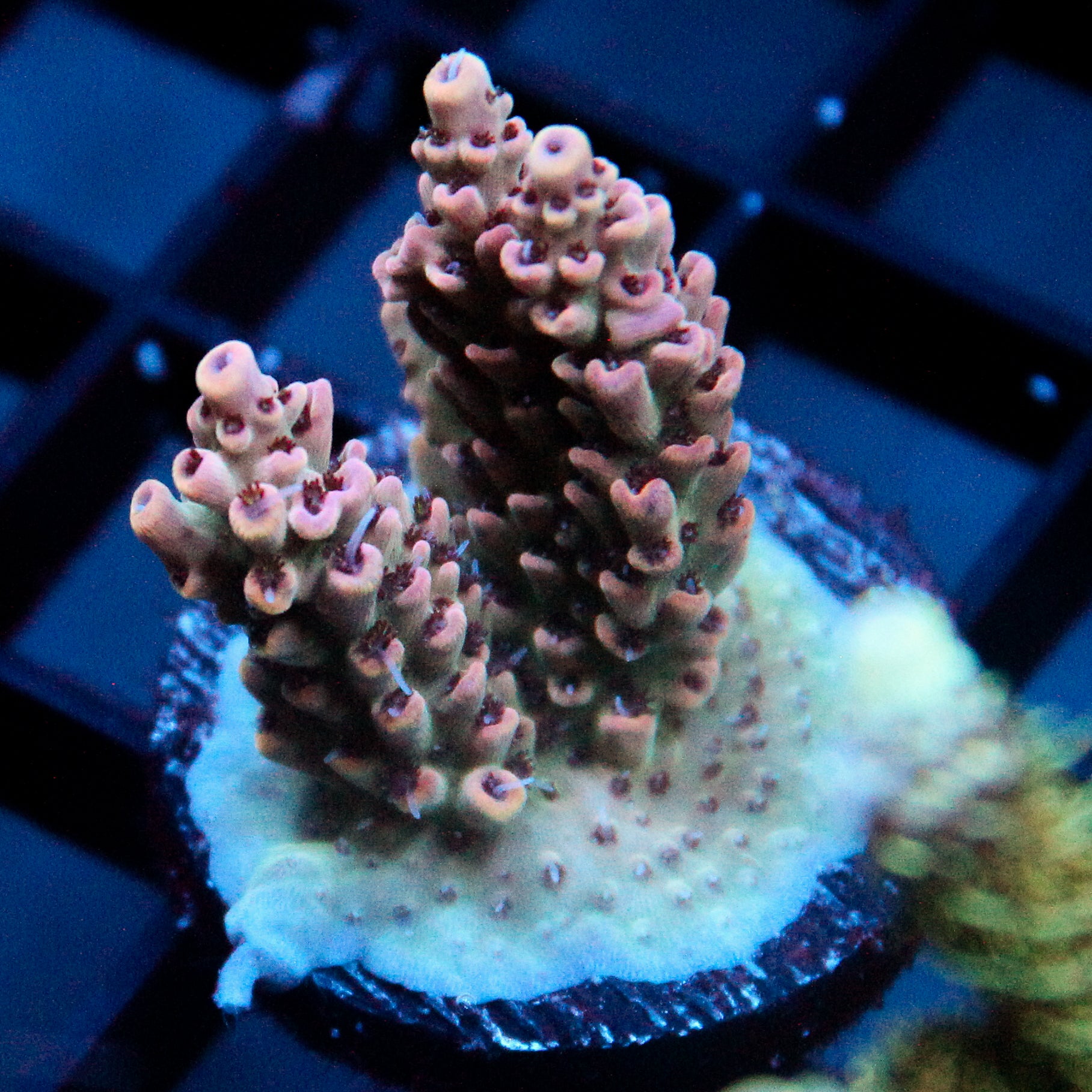 JC Pink Whisper Acro