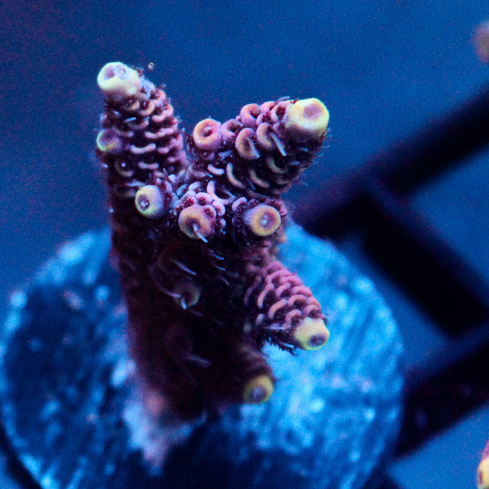 JC Hyacinth Acro