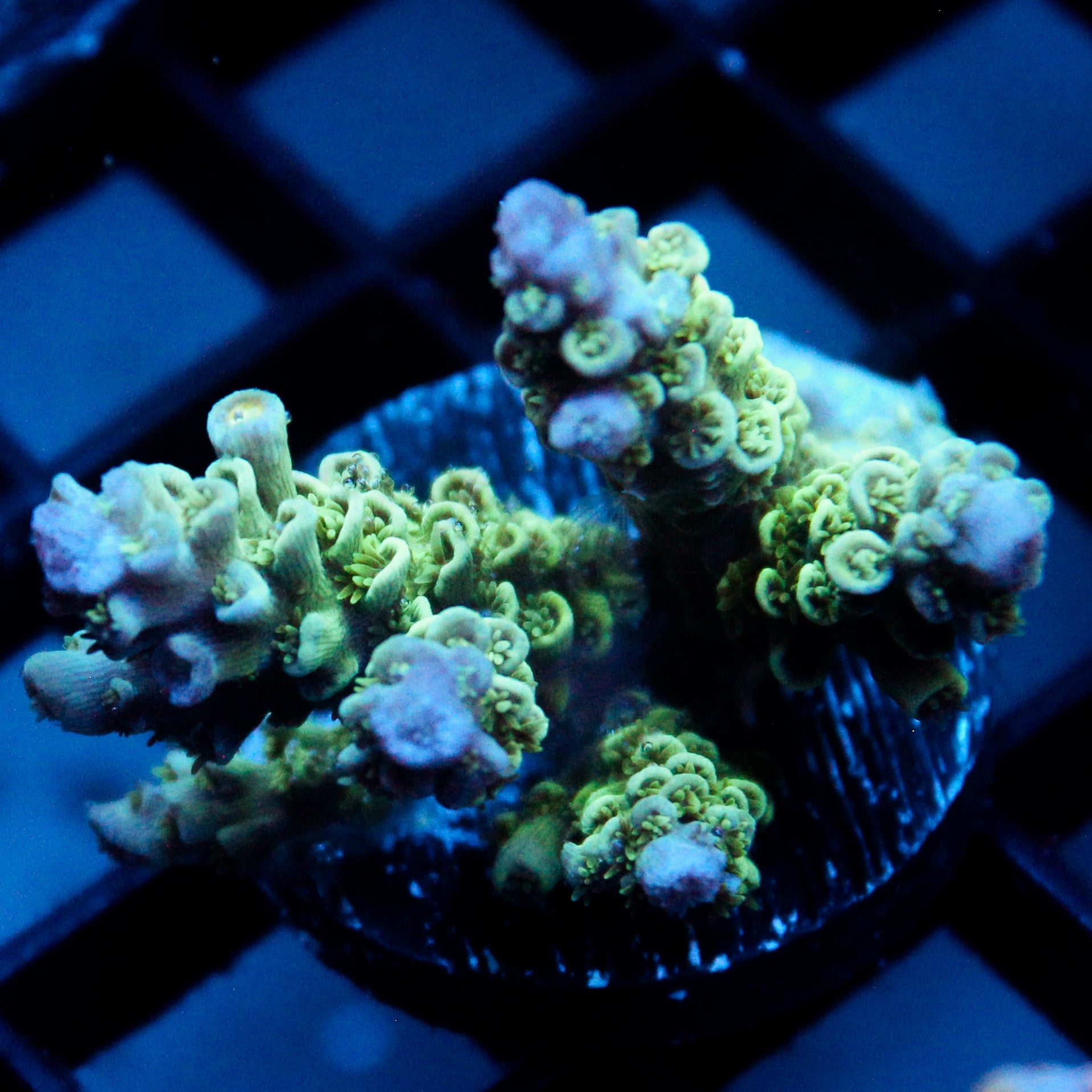 JC Green Demon Acro