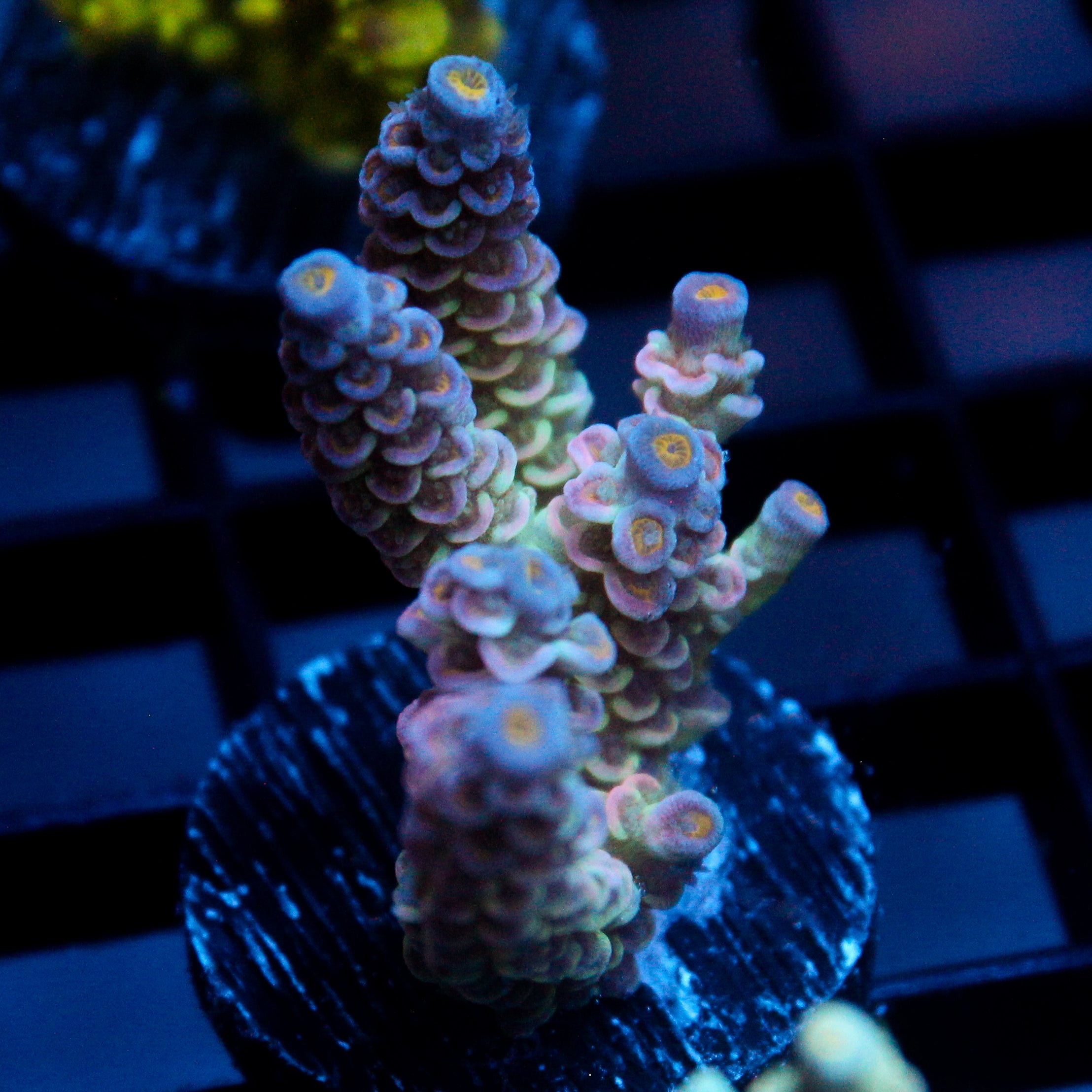 JC Petals Acro
