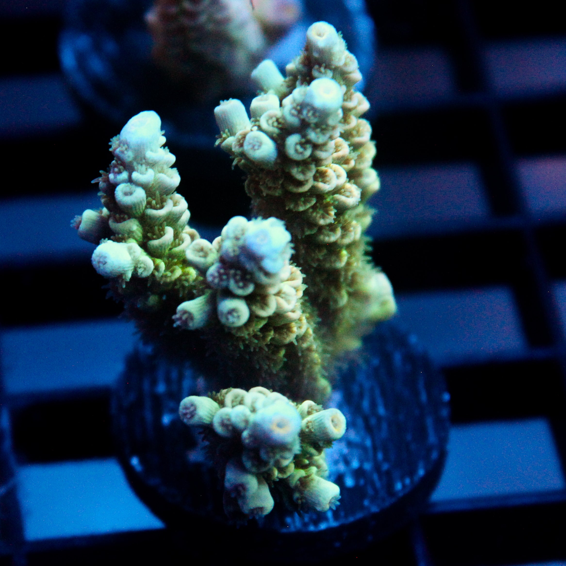 JC Crawler Acro