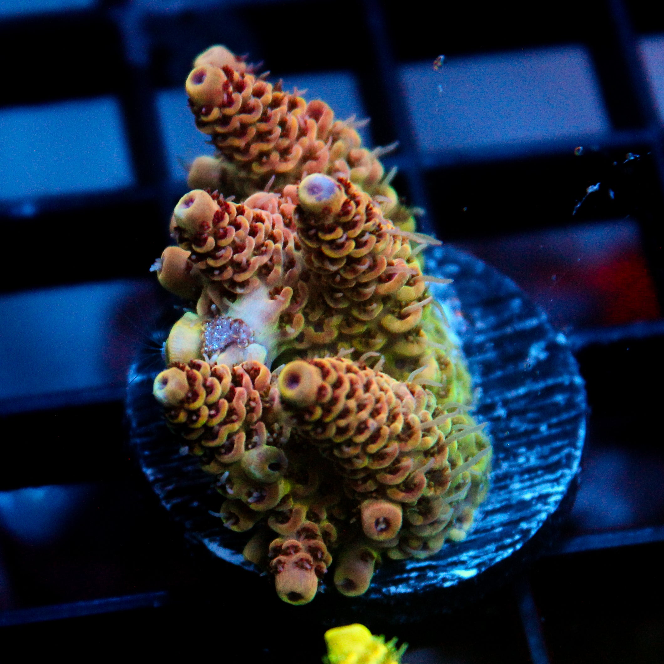 JC Candy Garden Acro