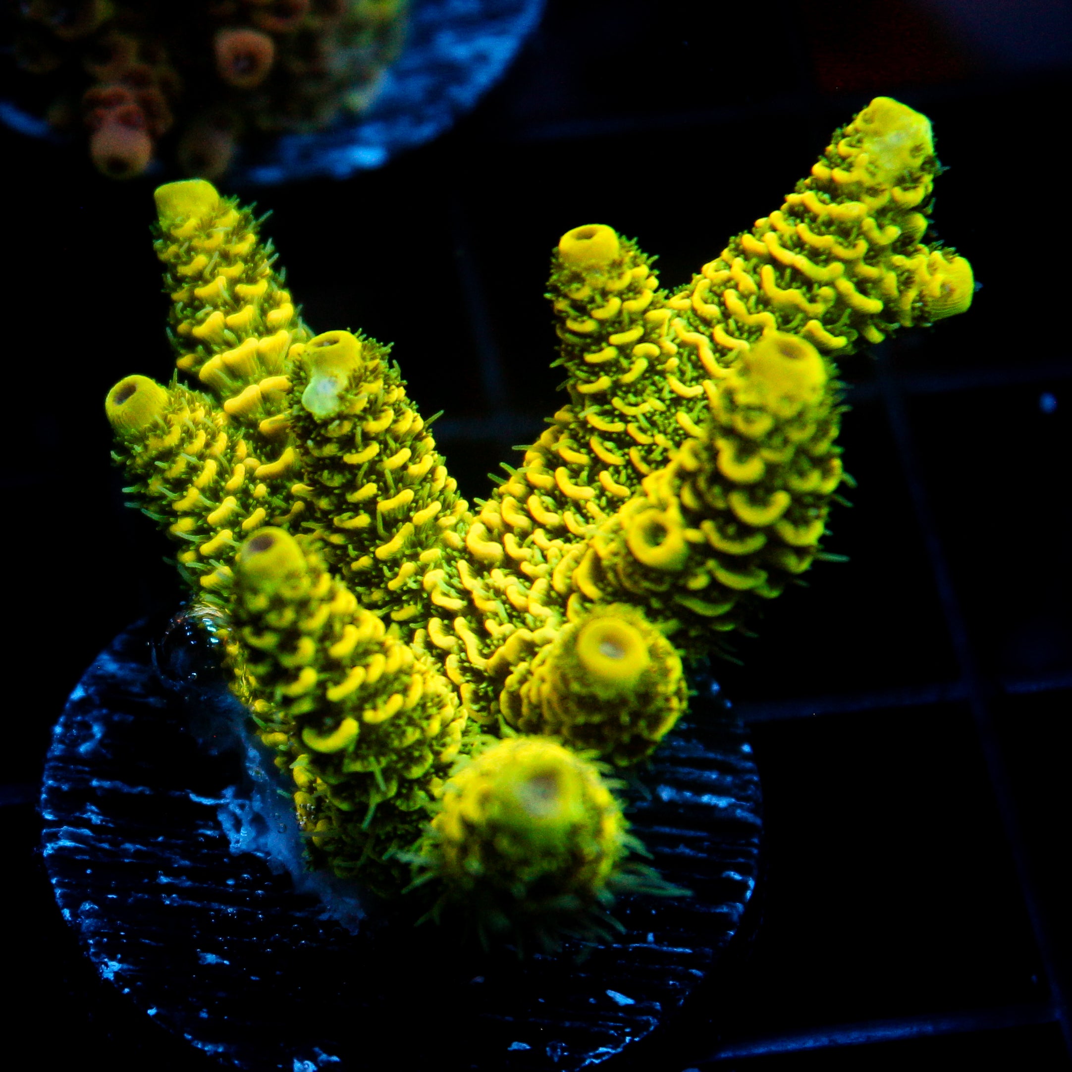 JC Tropical Fever Acro