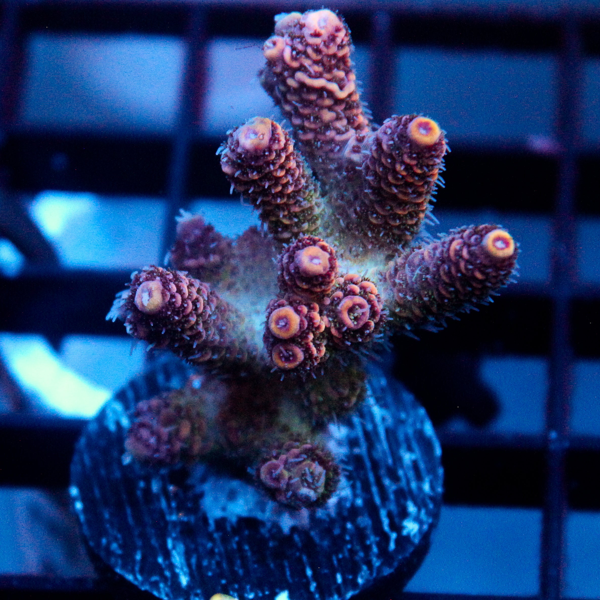 JC Blue Hue Acro