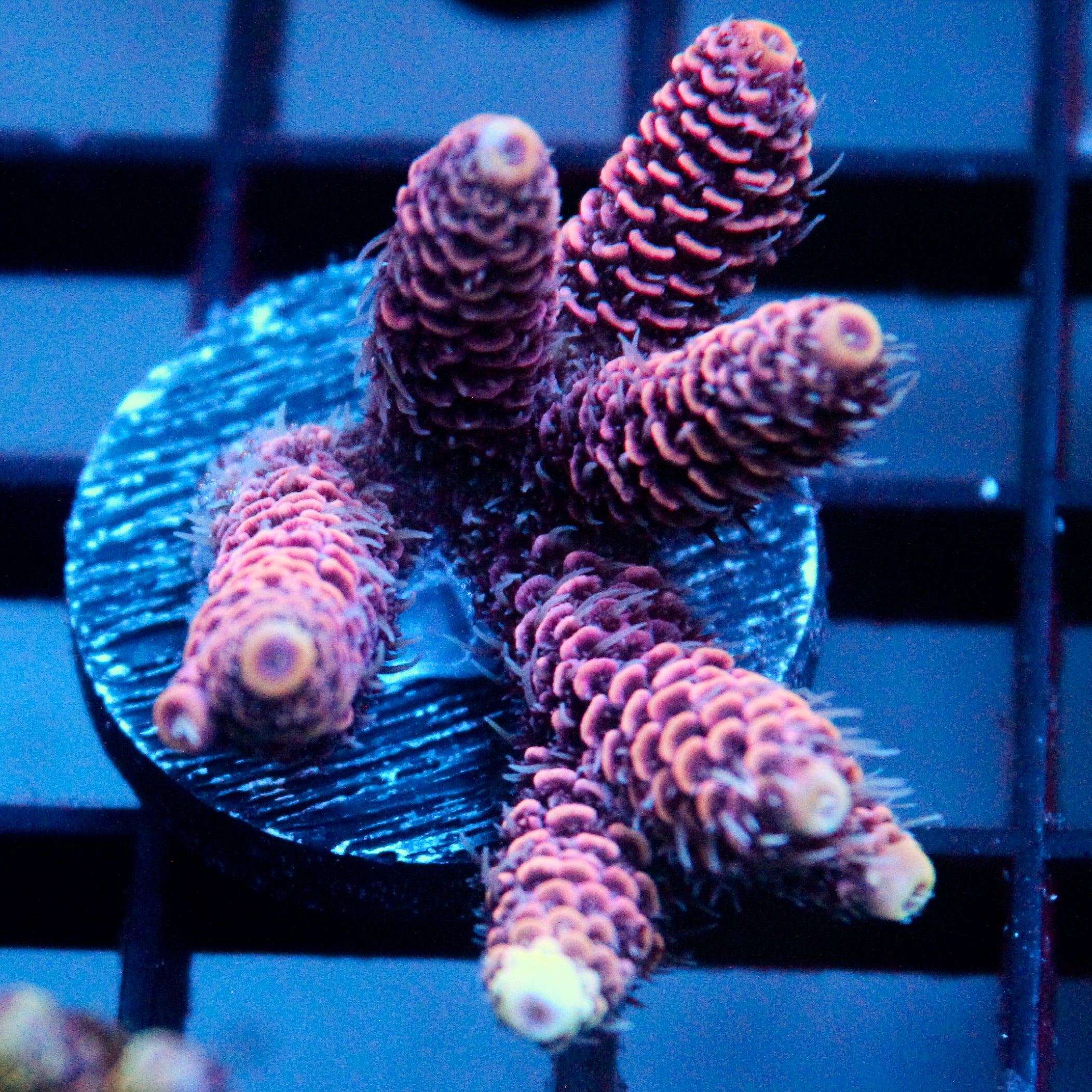 JC Pink Flamingo Acro