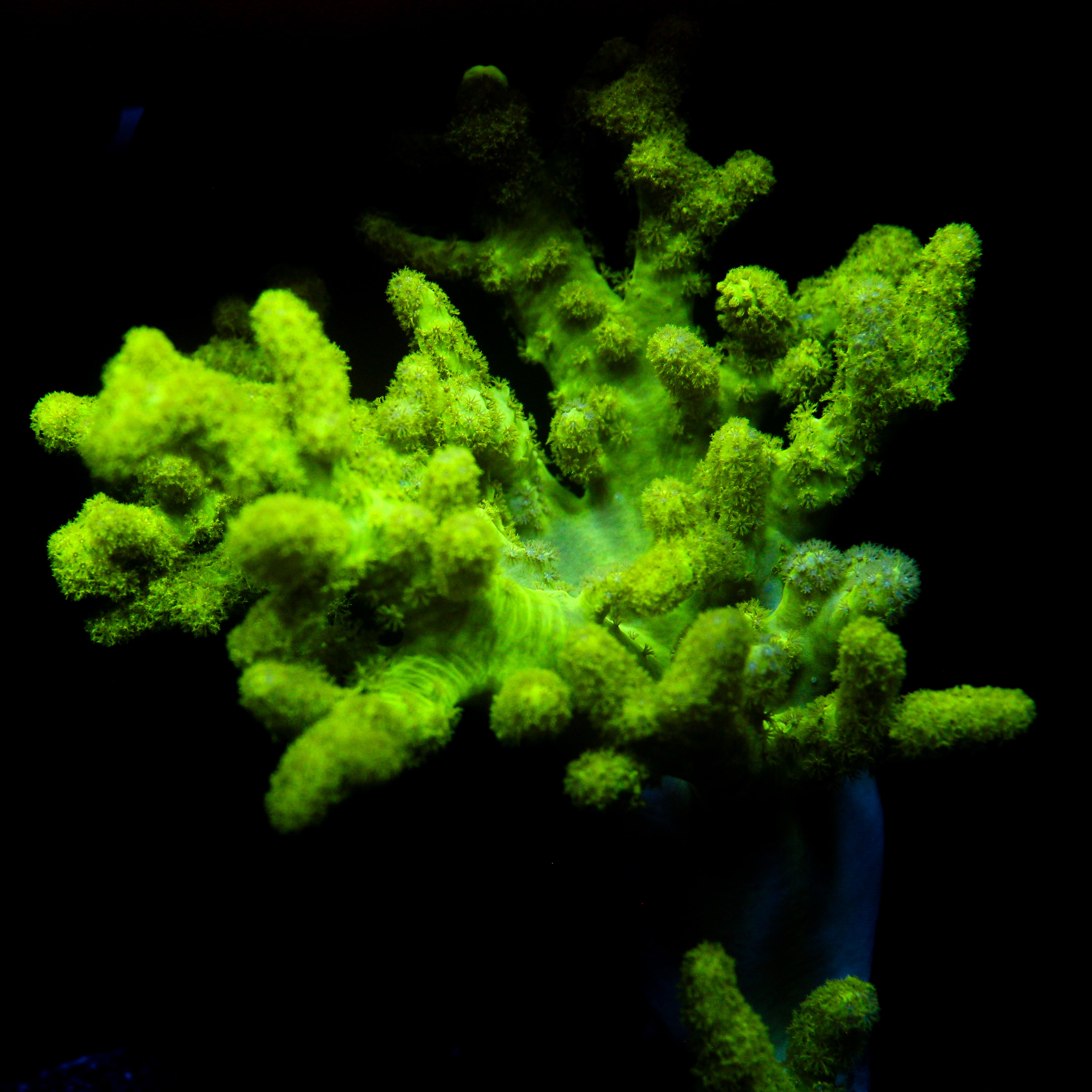 JC Aquacultured Neon Green Sinularia