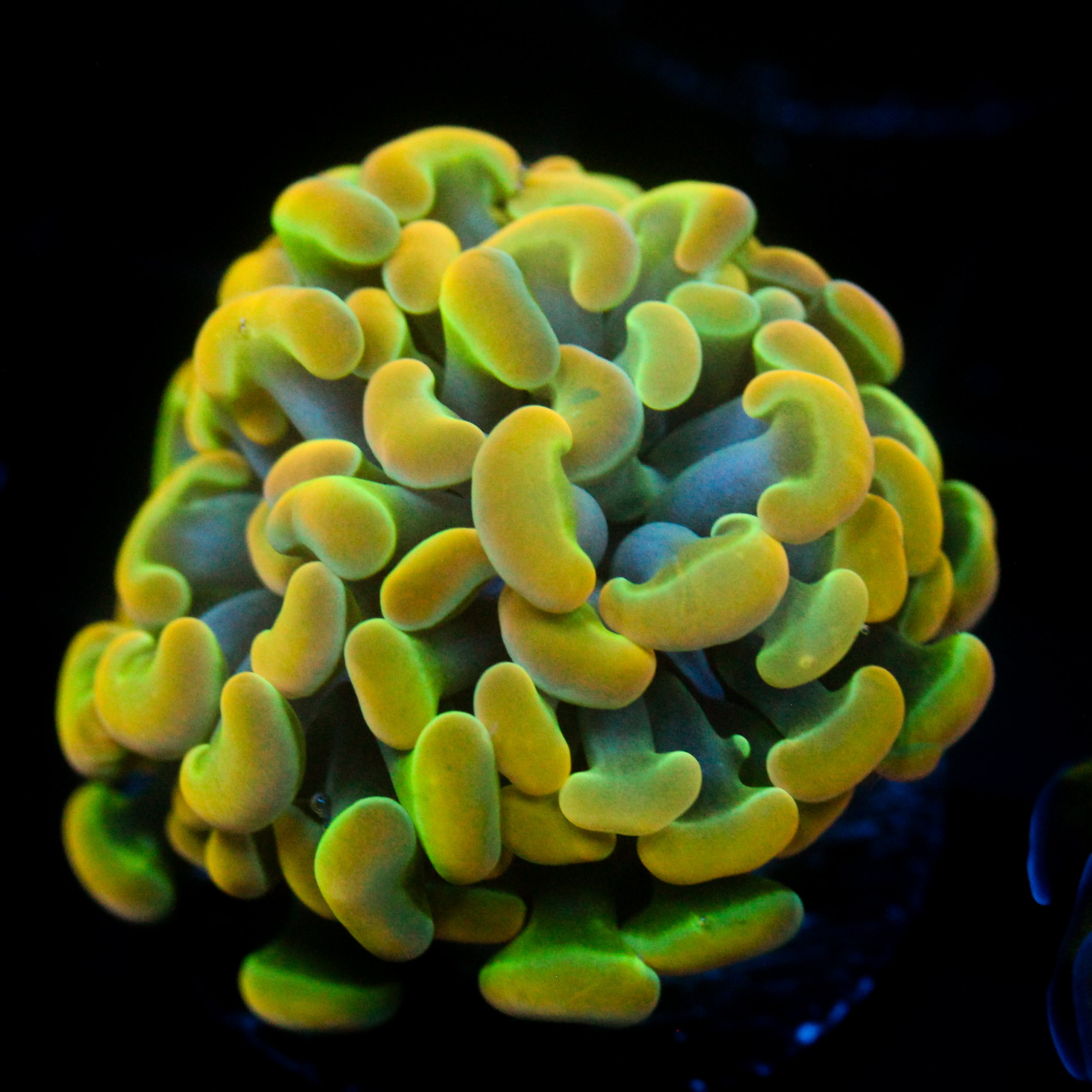 JC Ultra Rainbow Gold Hammer