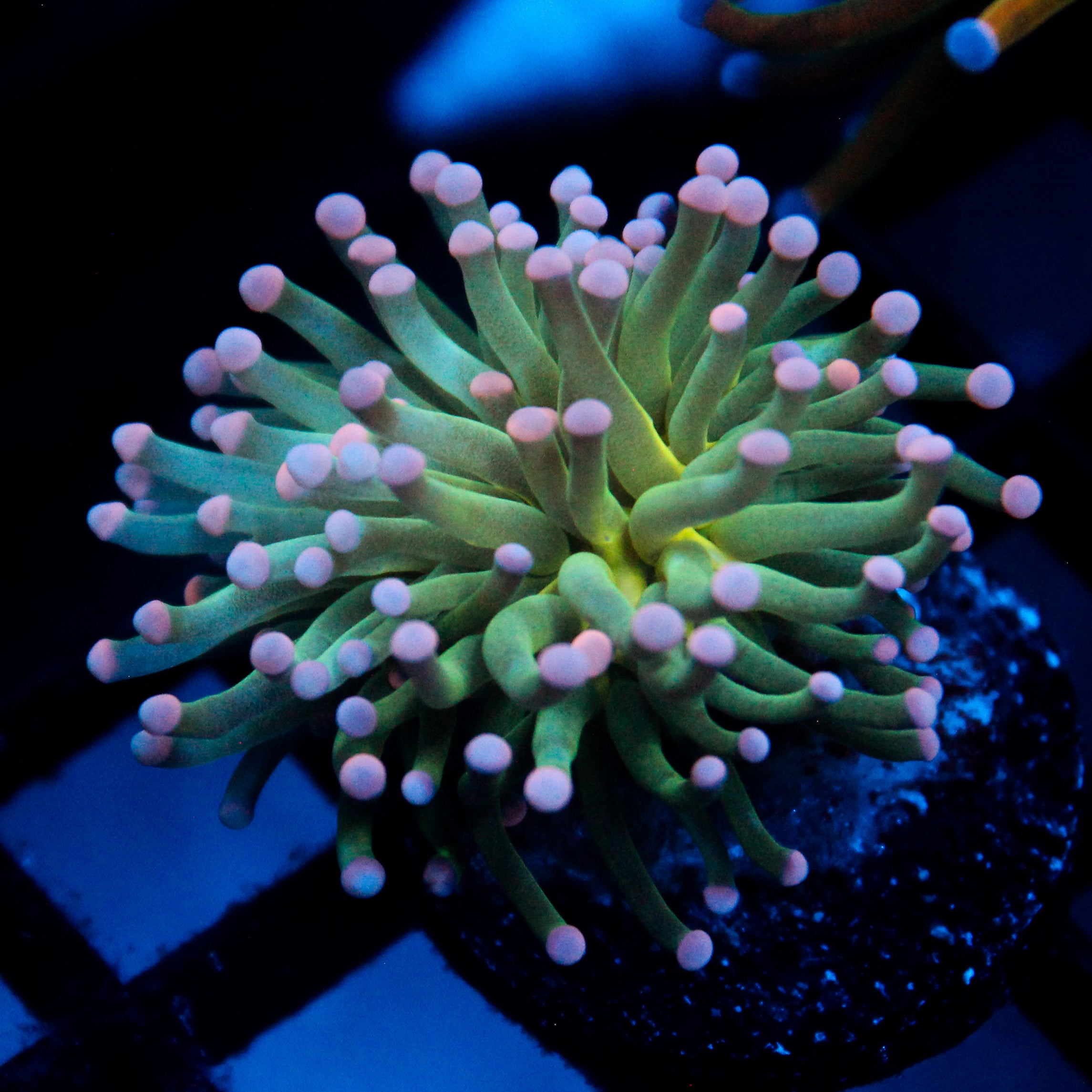 JC Cotton Candy Torch