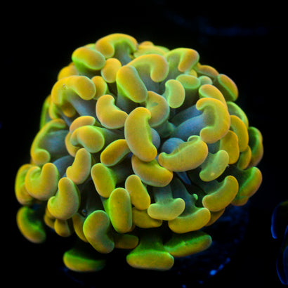 JC Ultra Rainbow Gold Hammer