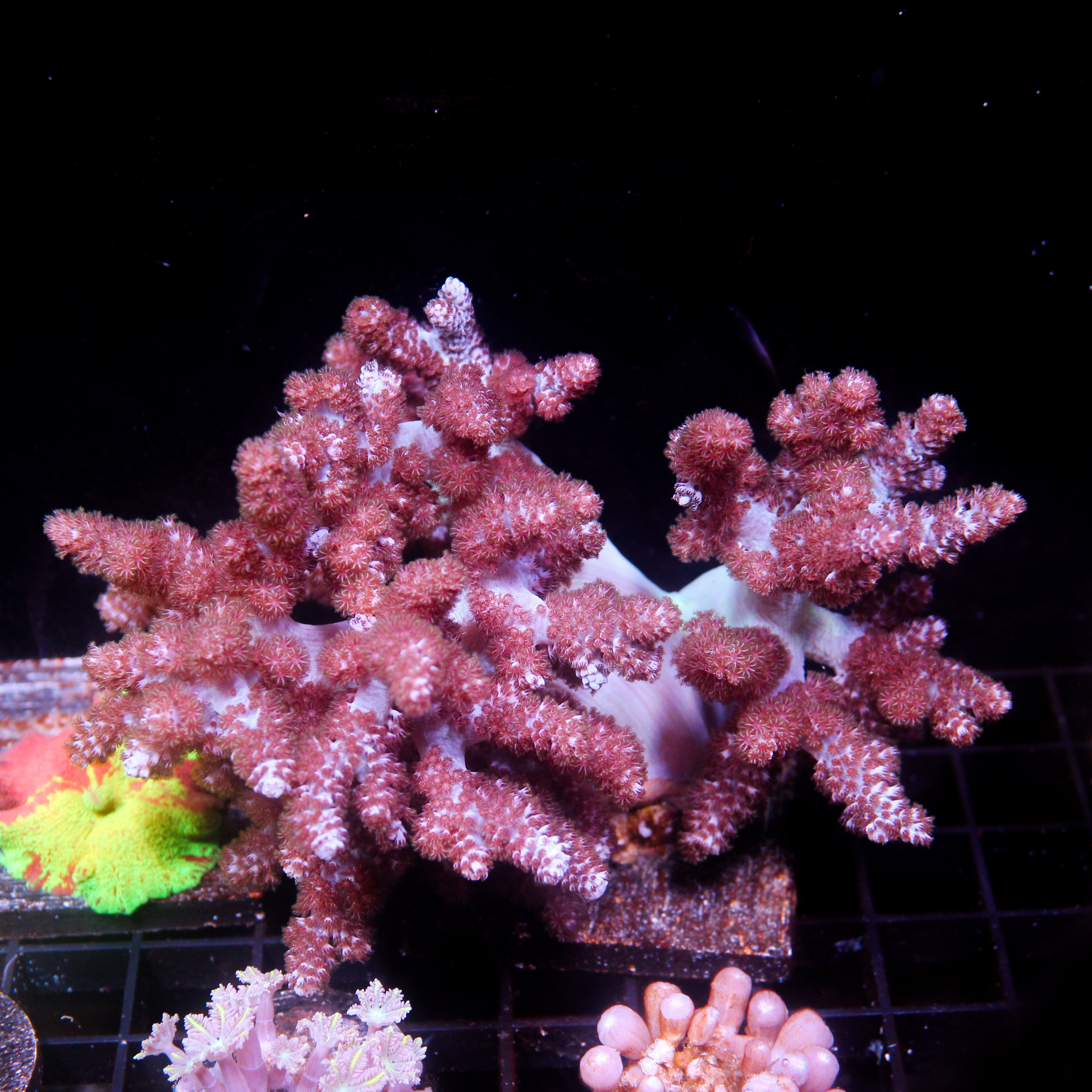 JC Aquacultured Kenya Tree
