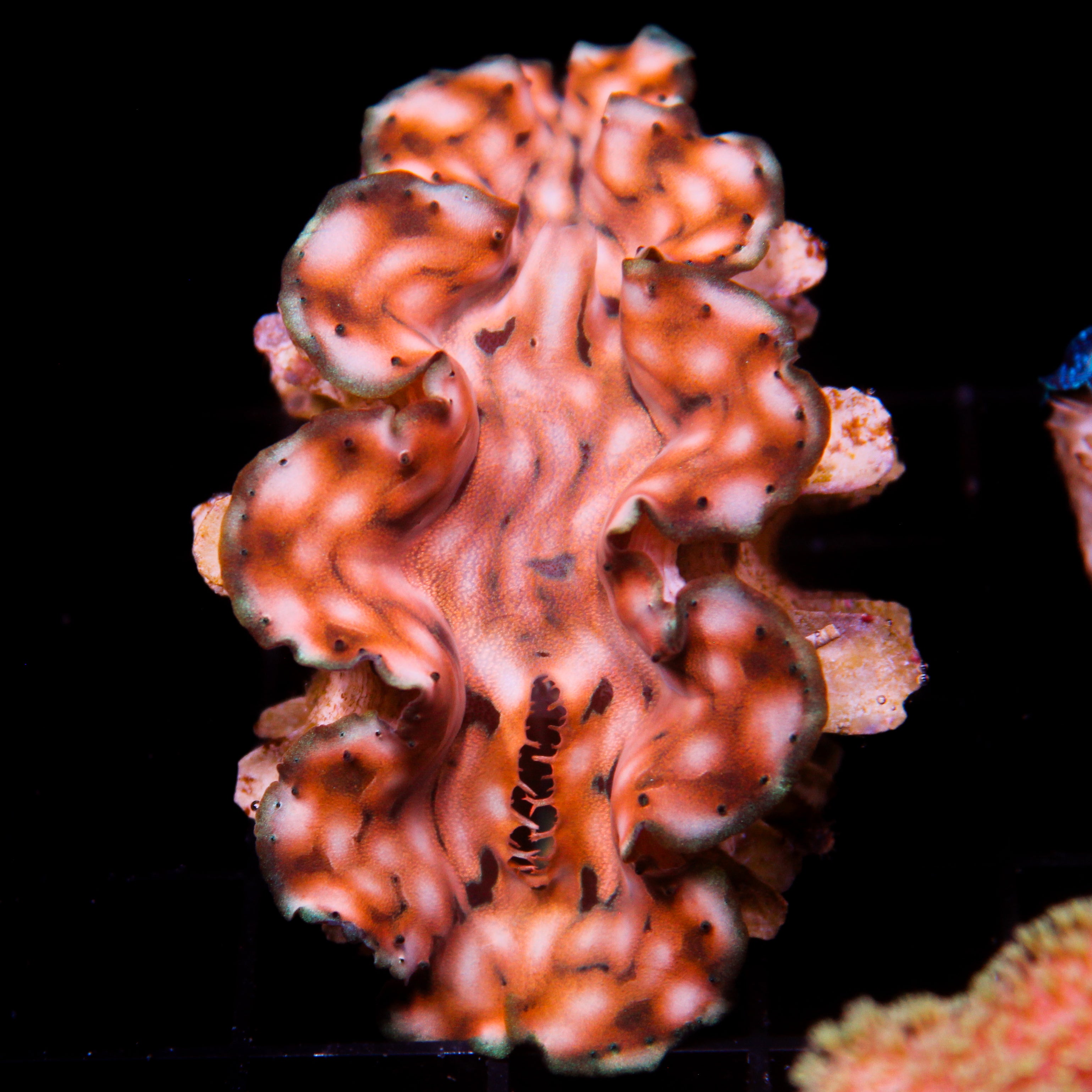 JC Biota Aquacultured Squamosa