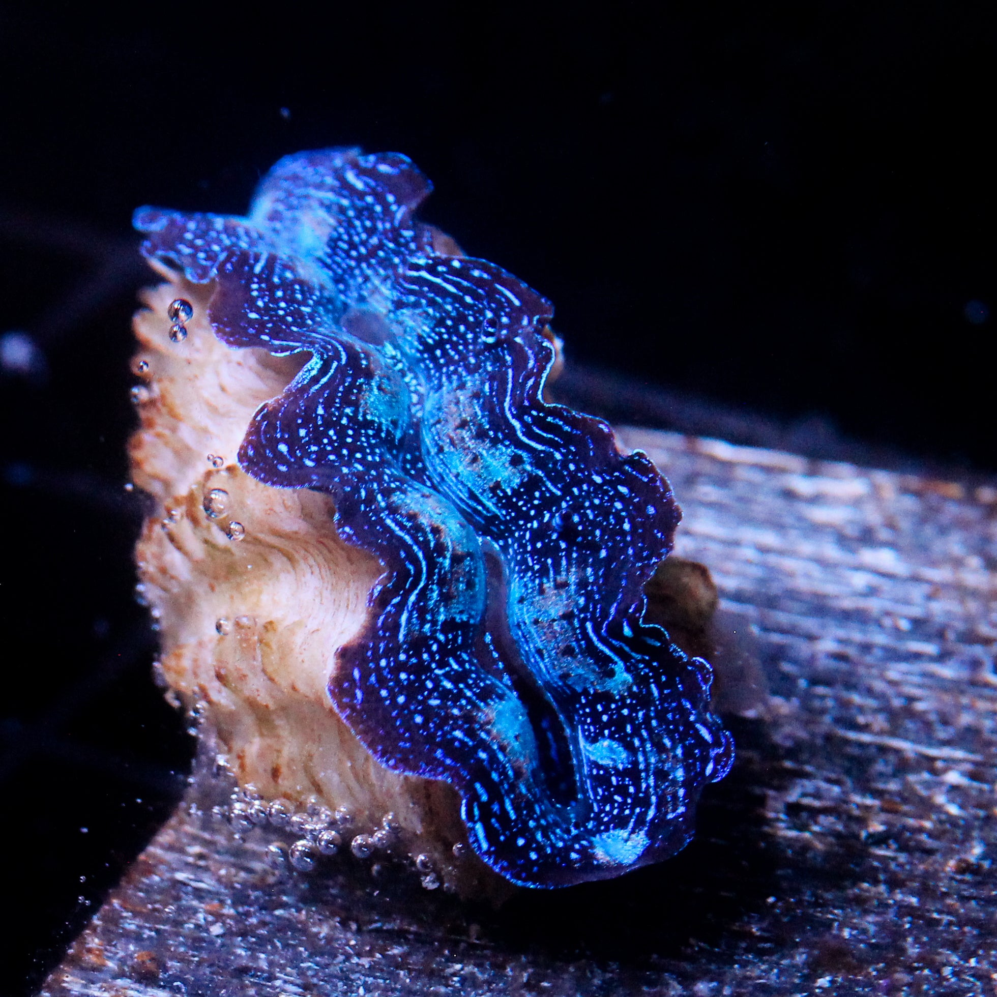 JC Biota Aquacultured Ultra Crocea