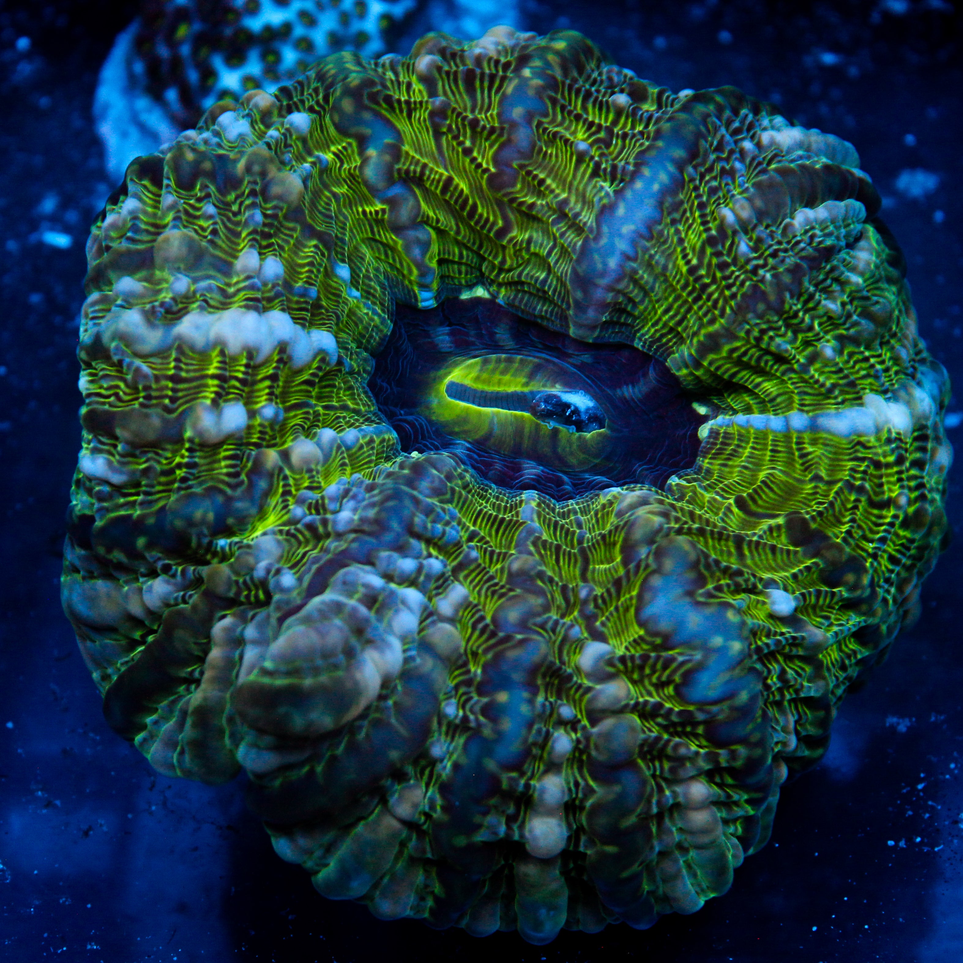 JC Irish Insanity Indophyllia