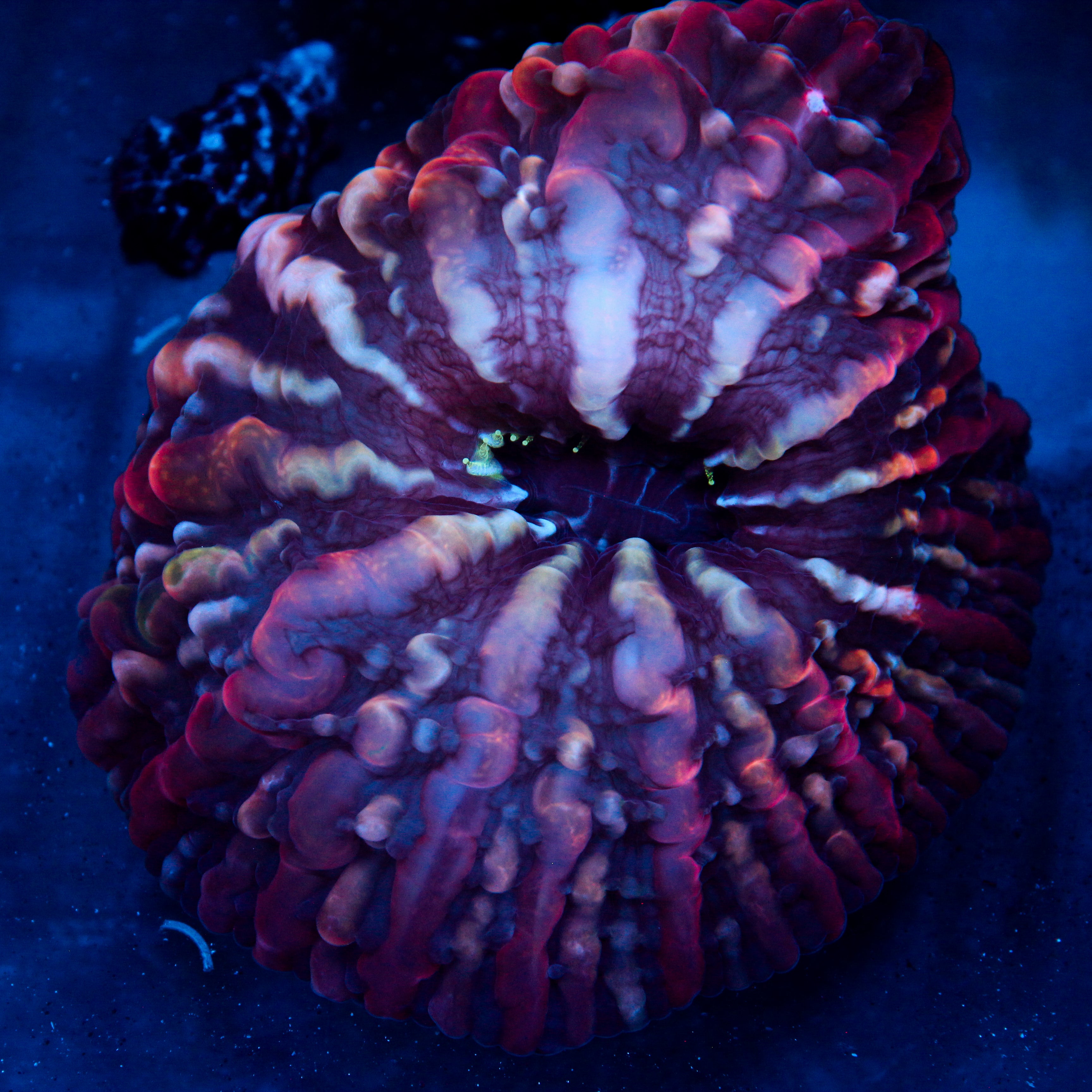 JC Matter Gobbler Indophyllia