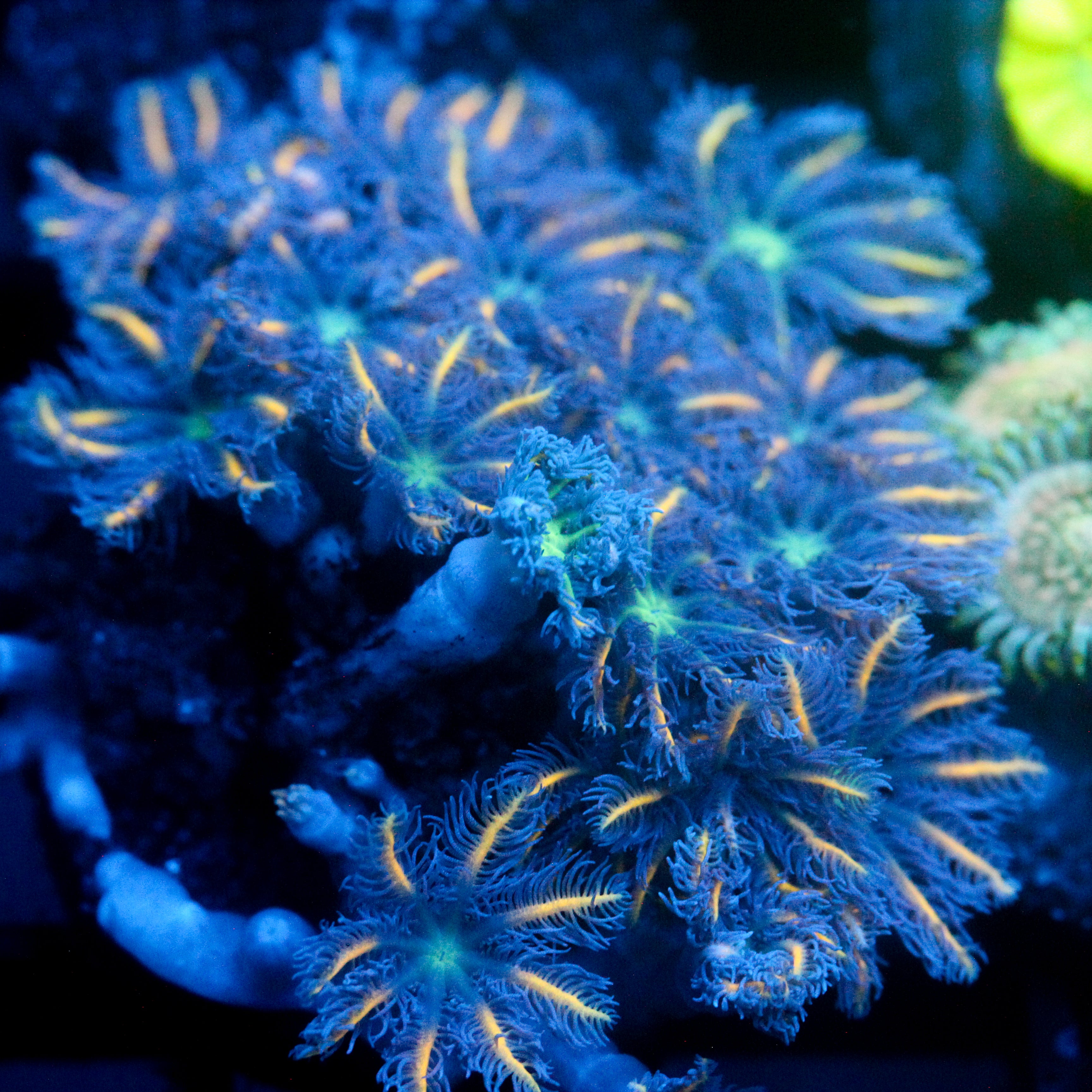 JC Orange Tip Clove Polyp