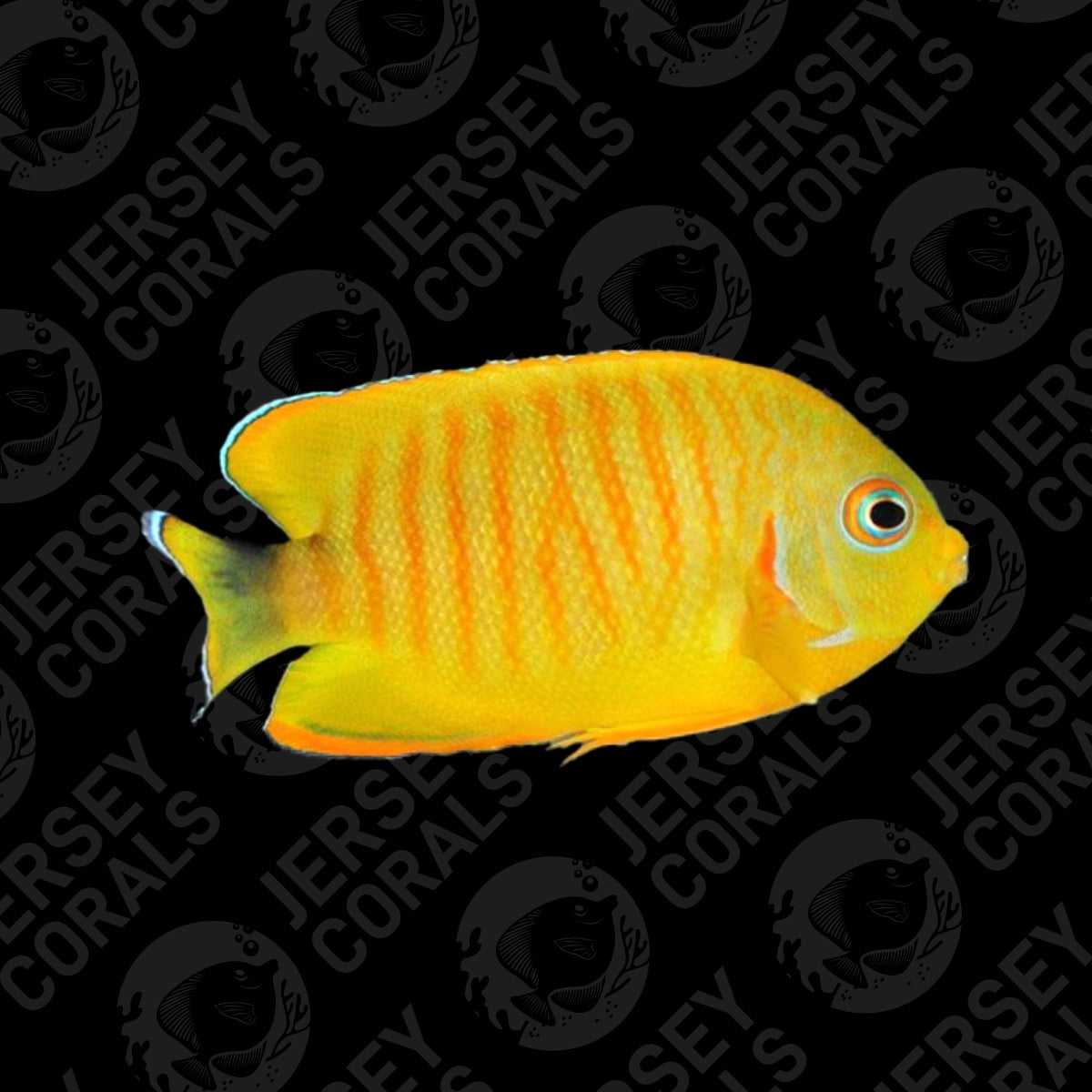 Bali Aquarich Tigerpyge Angelfish 2.5" (10 Months in Store)