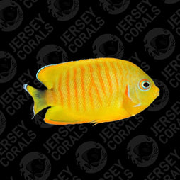 Bali Aquarich Tigerpyge Angelfish 2.5" (10 Months in Store)