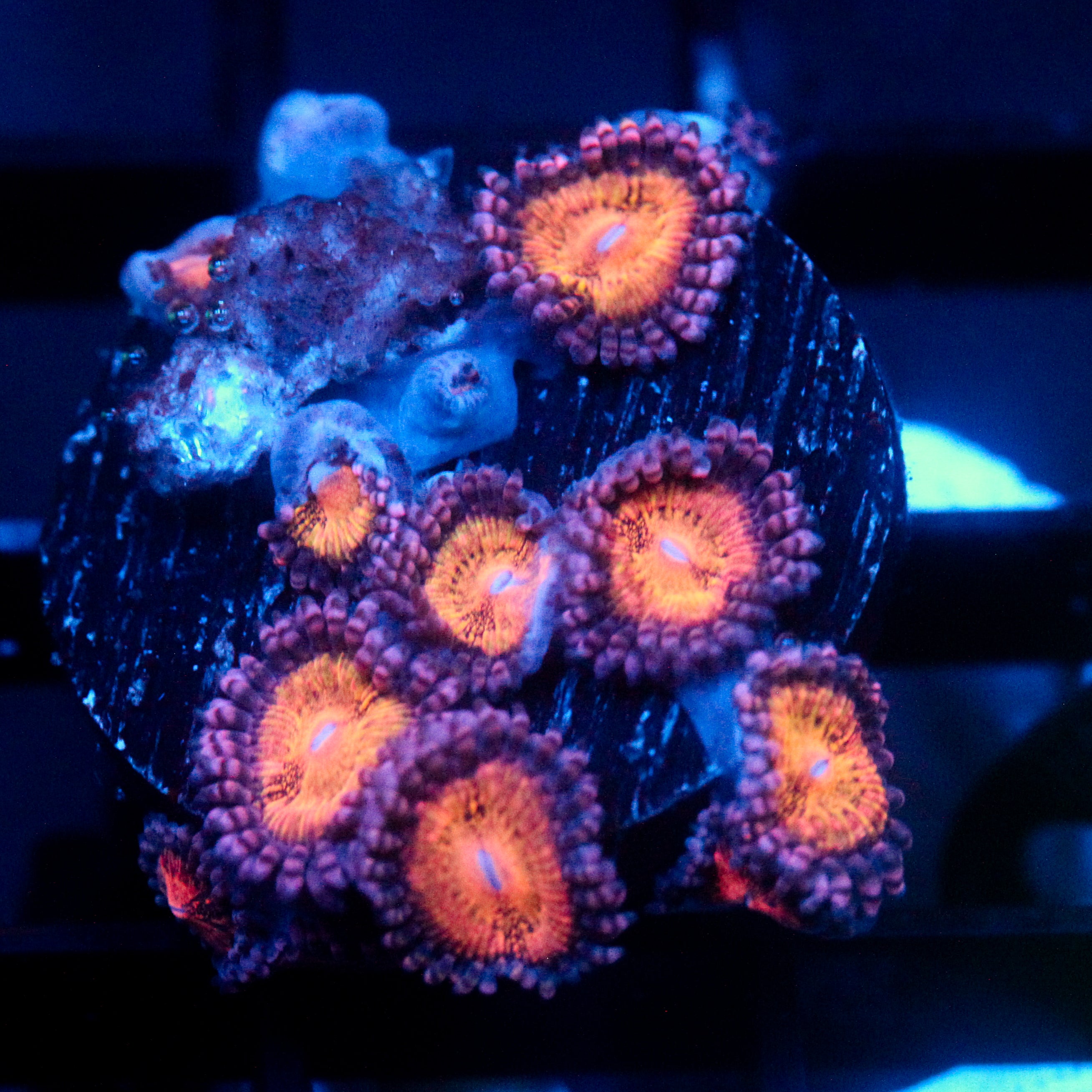 JC Speckled Kraze Zoanthid