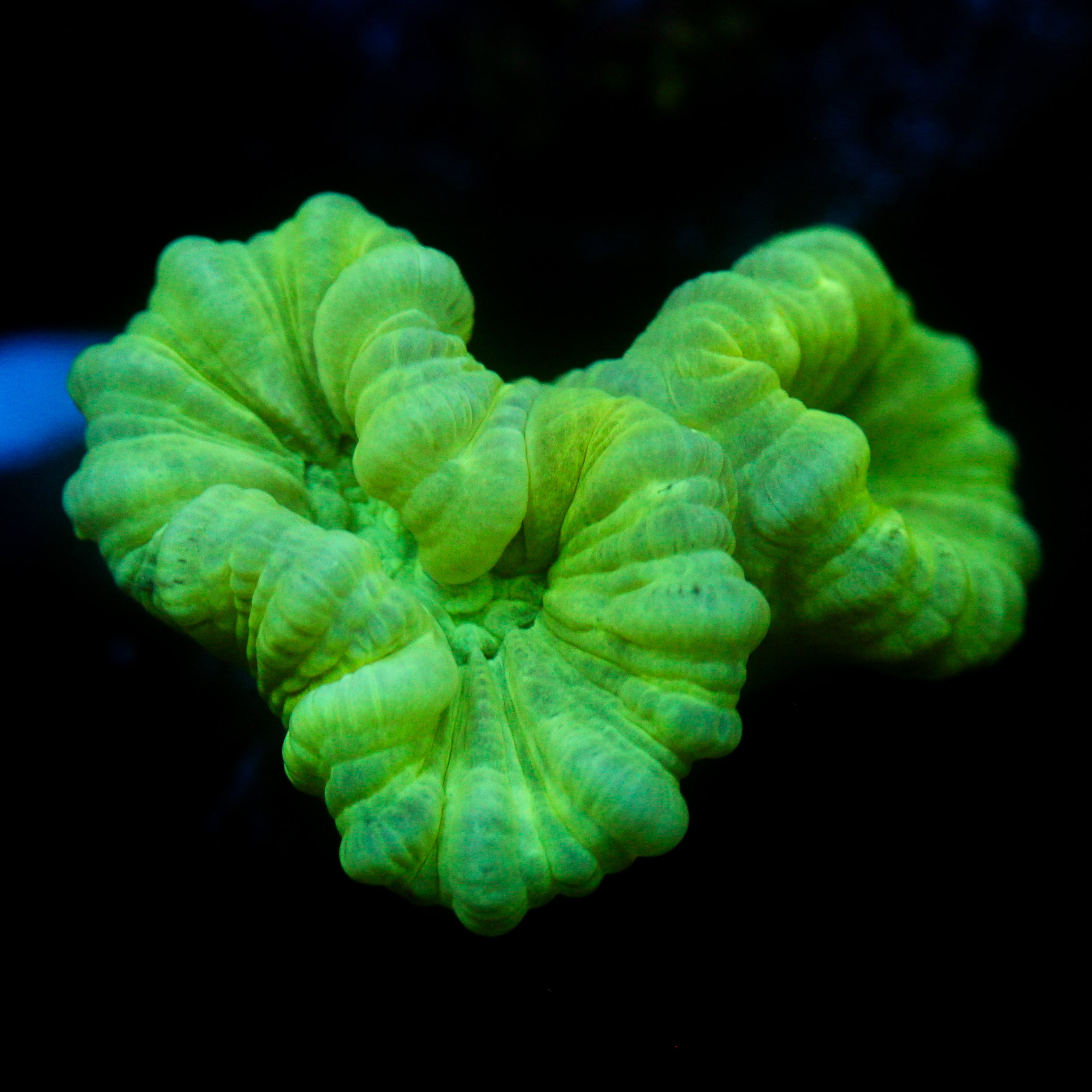 JC Neon Trumpet Coral