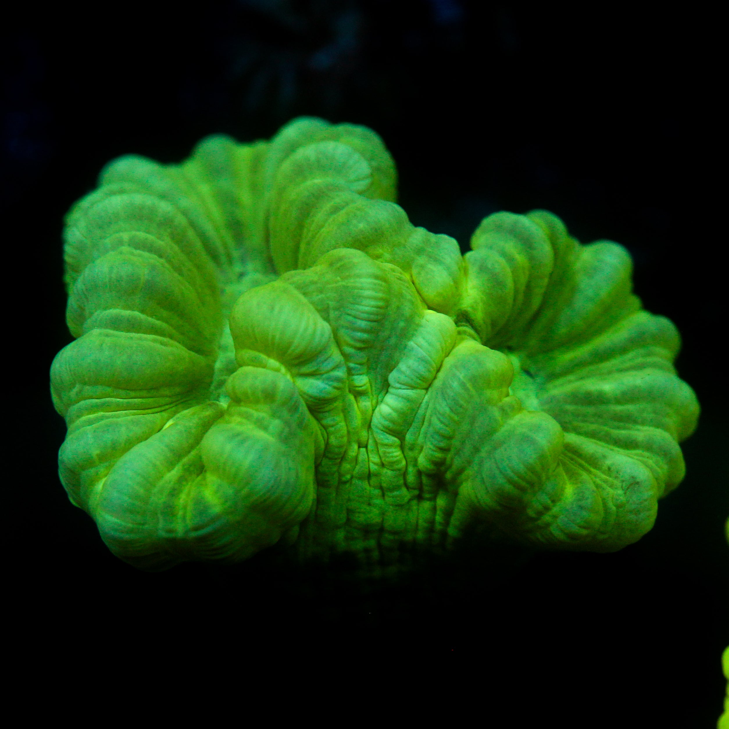 JC Neon Trumpet Coral