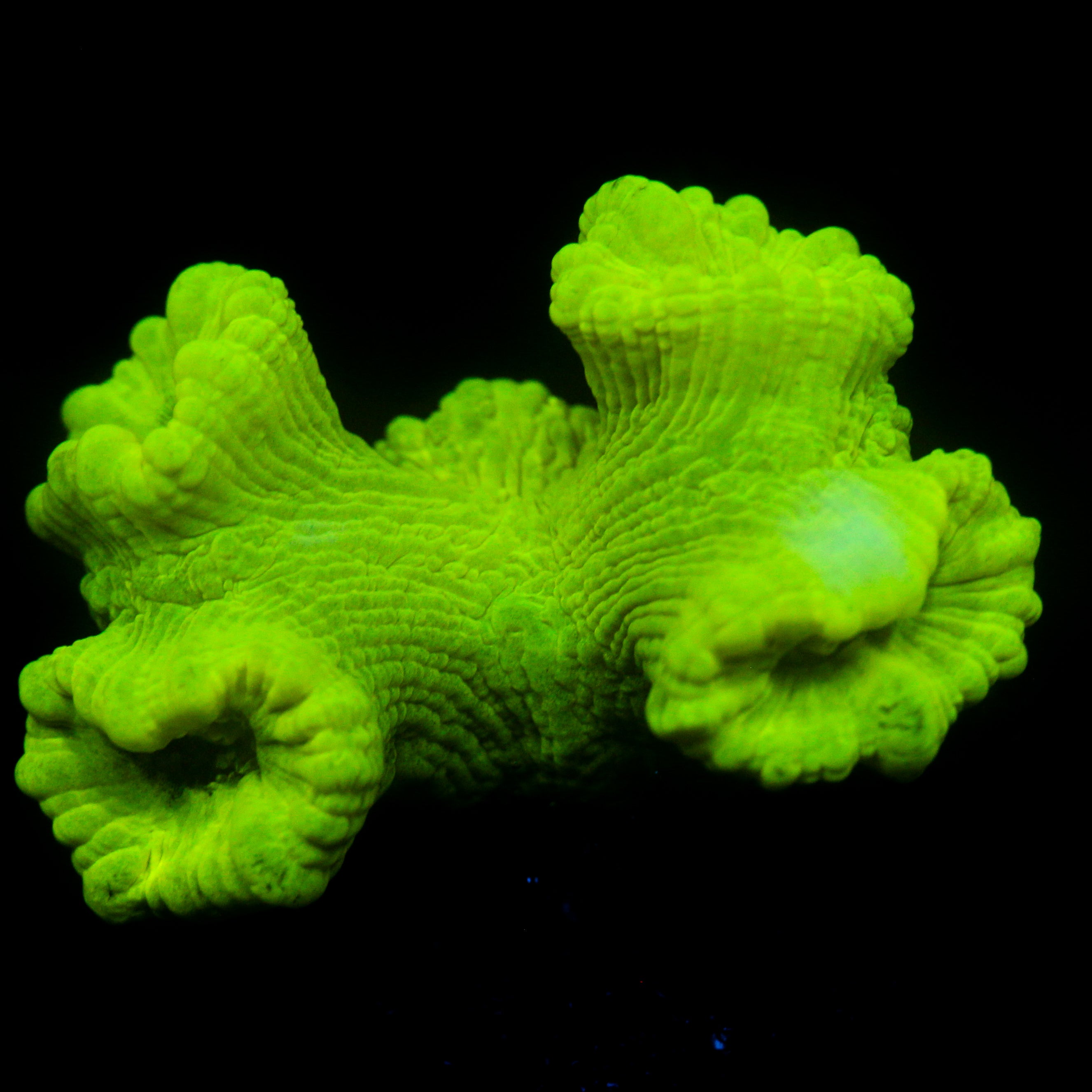 JC Neon Green Trumpet