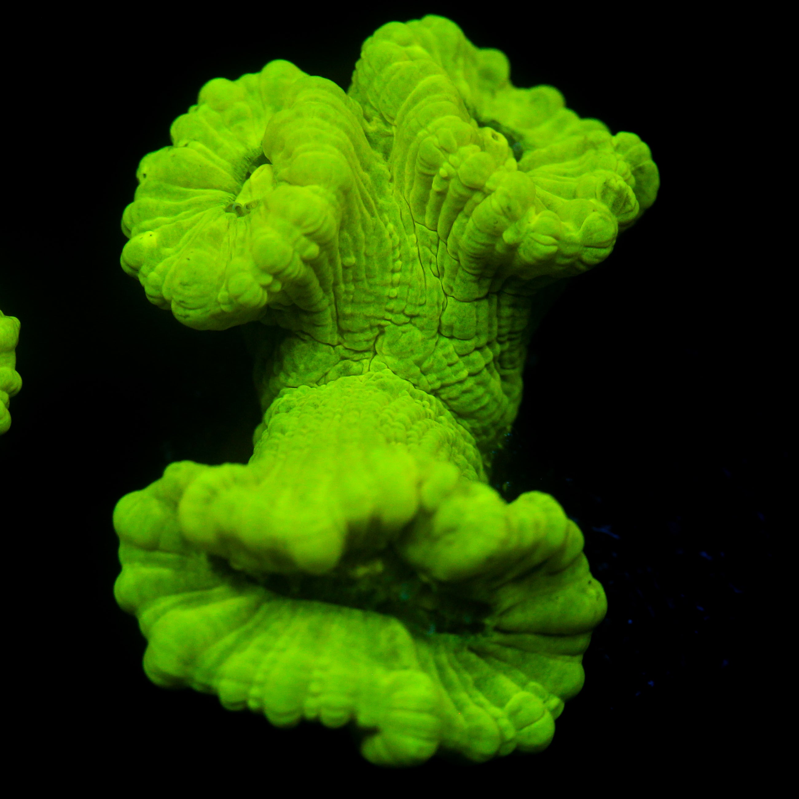 JC Neon Green Trumpet