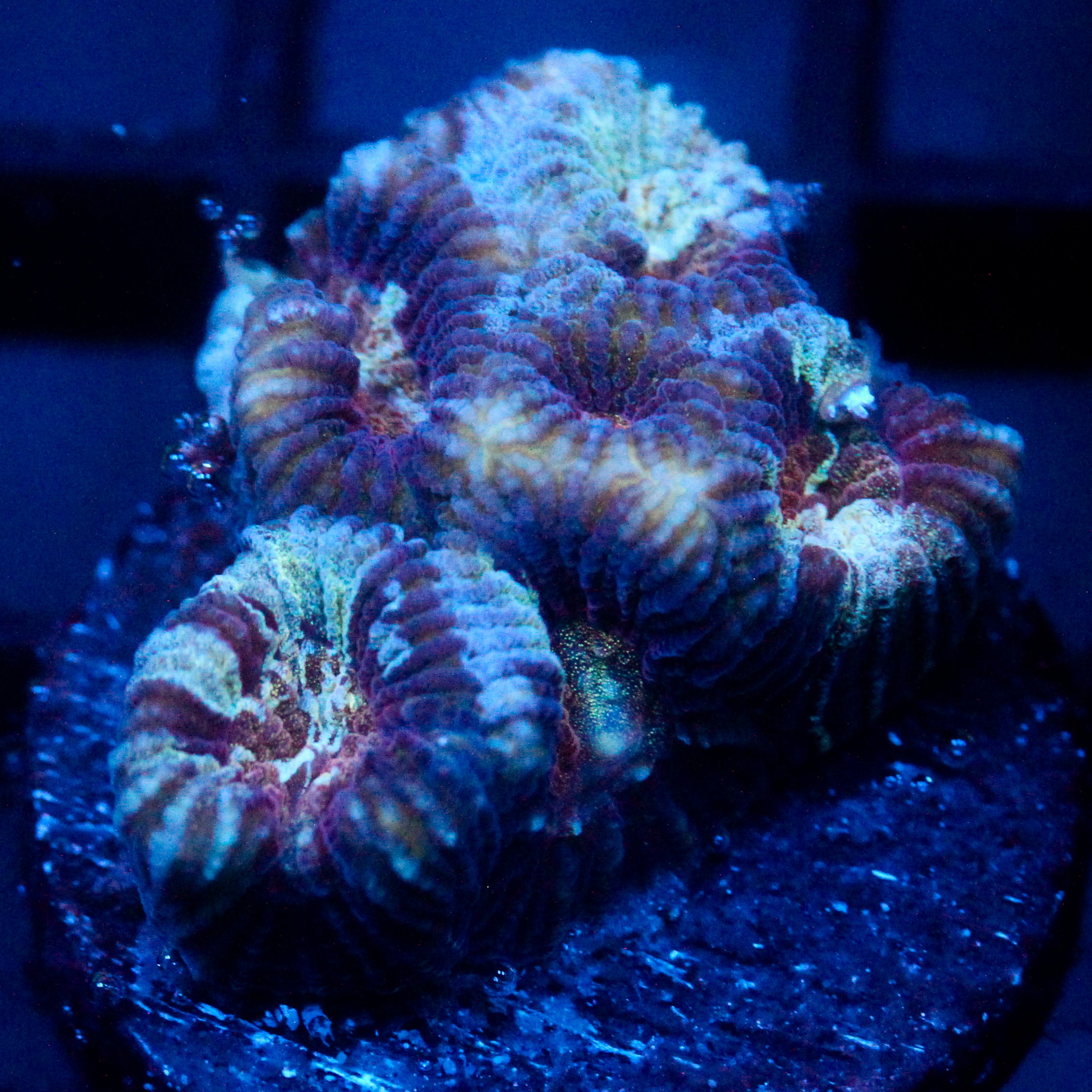 JC War torn Favia