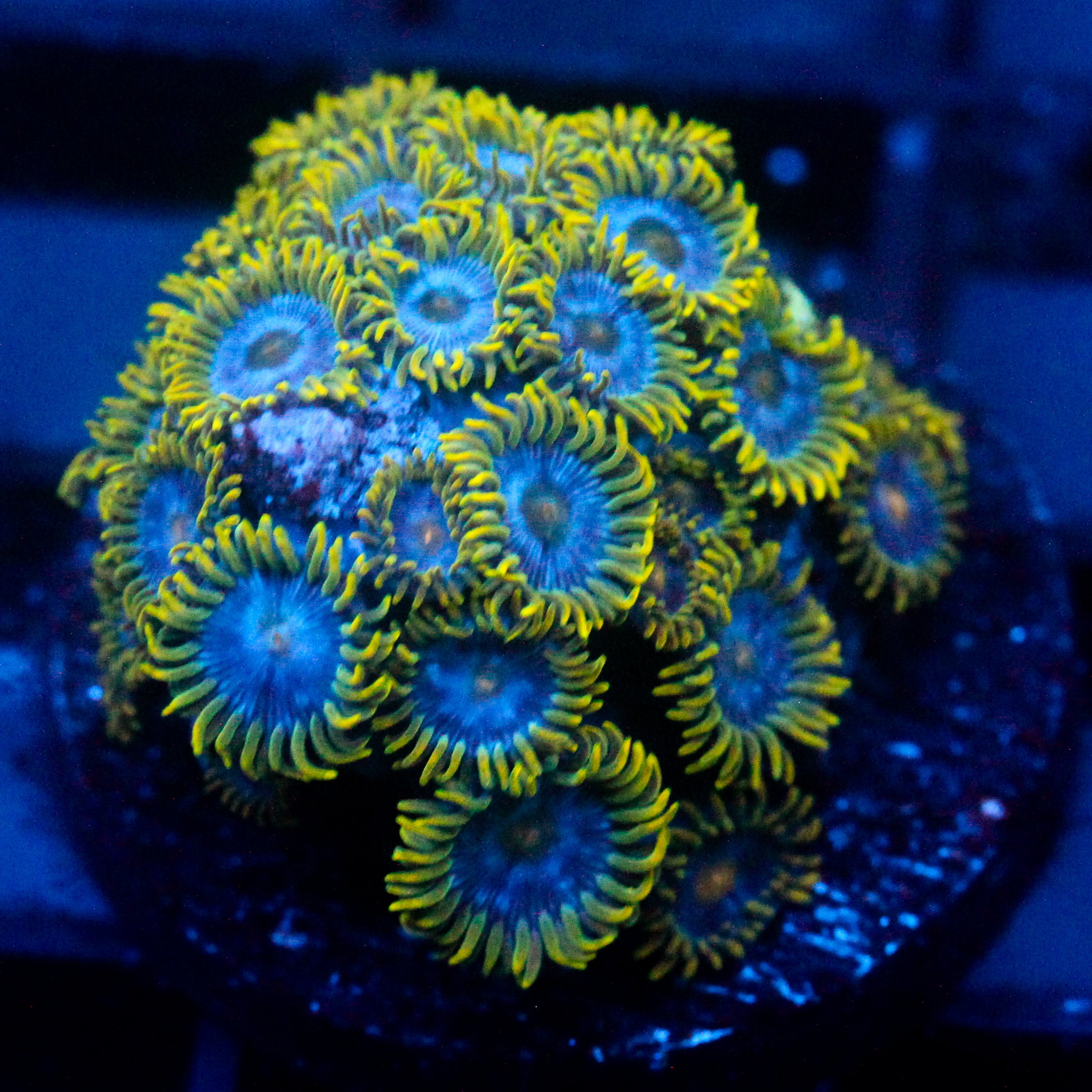 JC Blue Beast Zoanthid