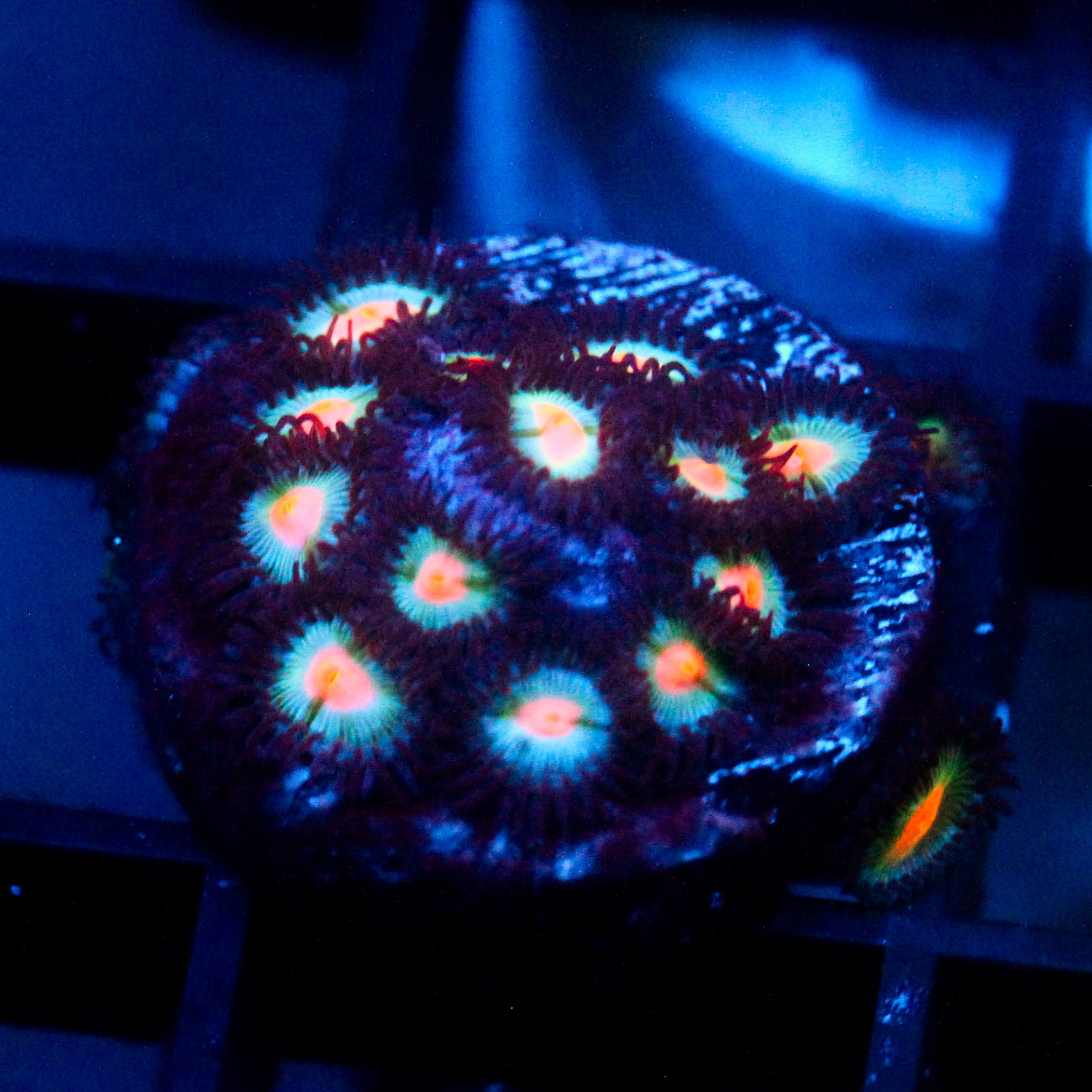 JC Blue Raven Zoanthid