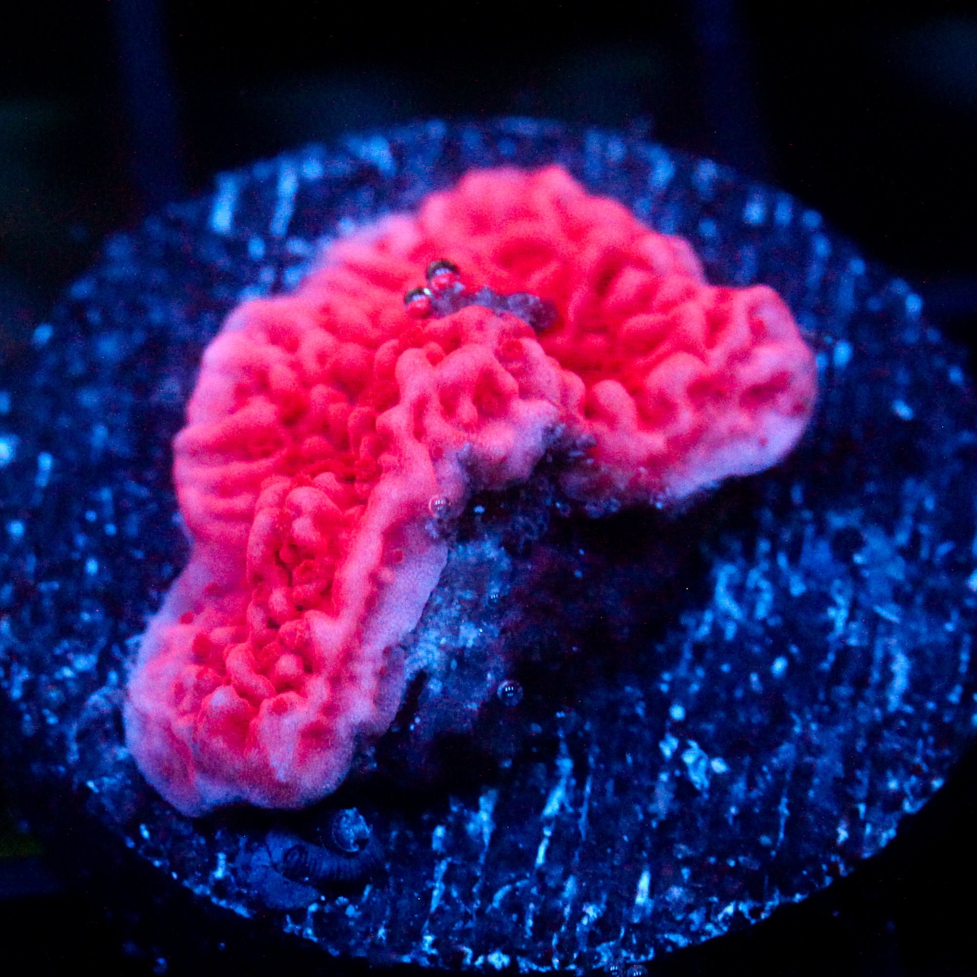 JC Pink Wave Monti