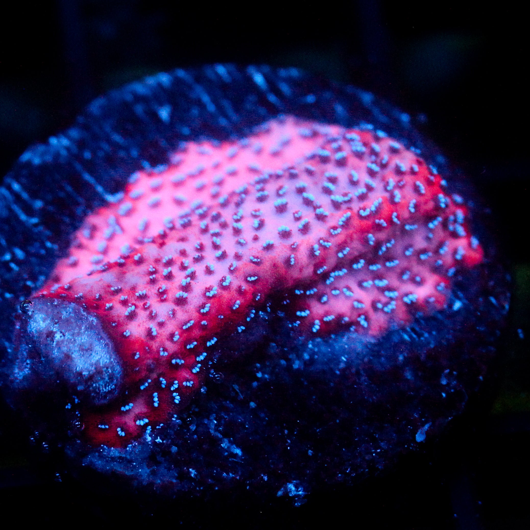 JC Mystic Sunset Montipora