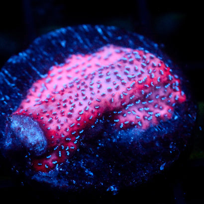 JC Mystic Sunset Montipora
