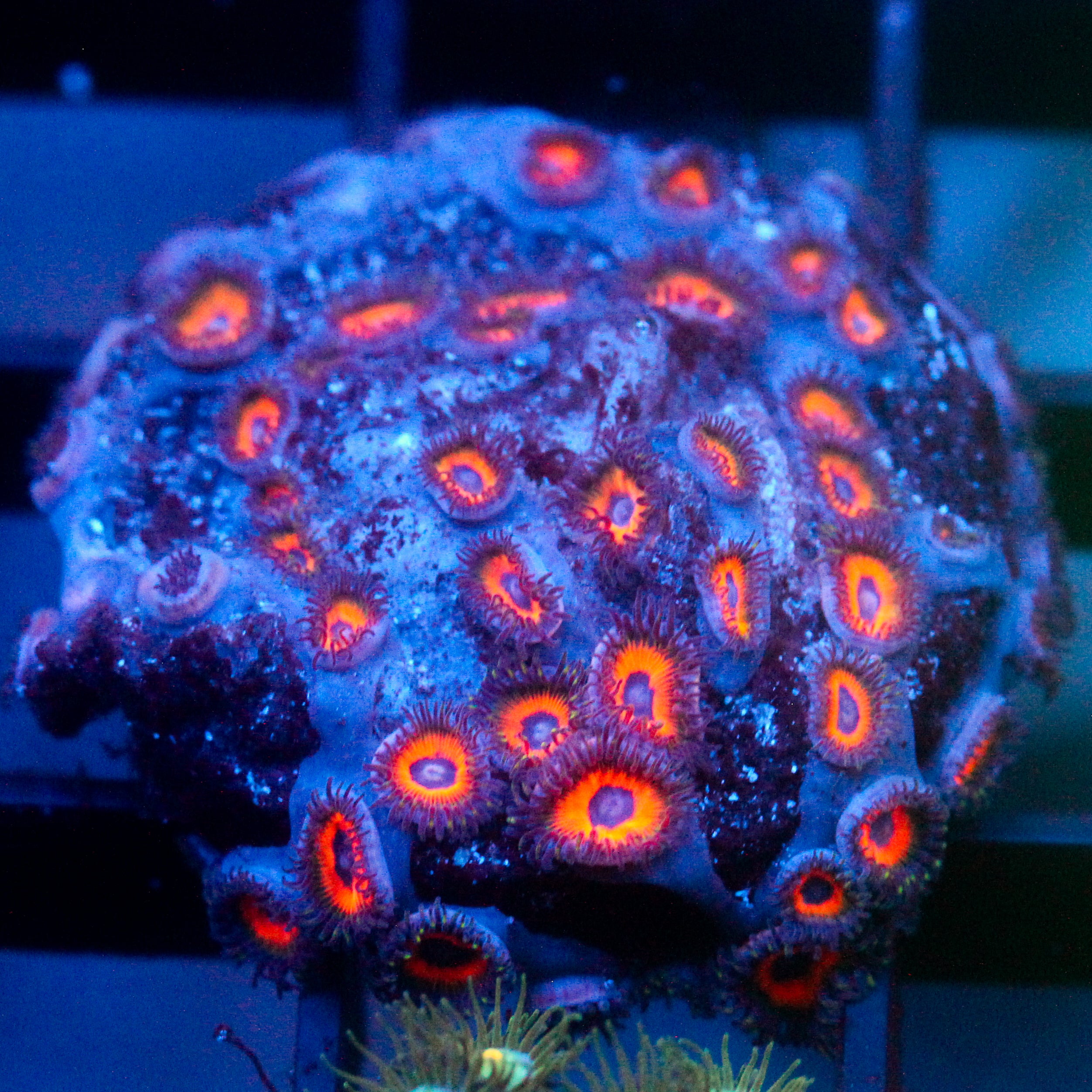 JC Jason Fox Fairytale Zoanthid