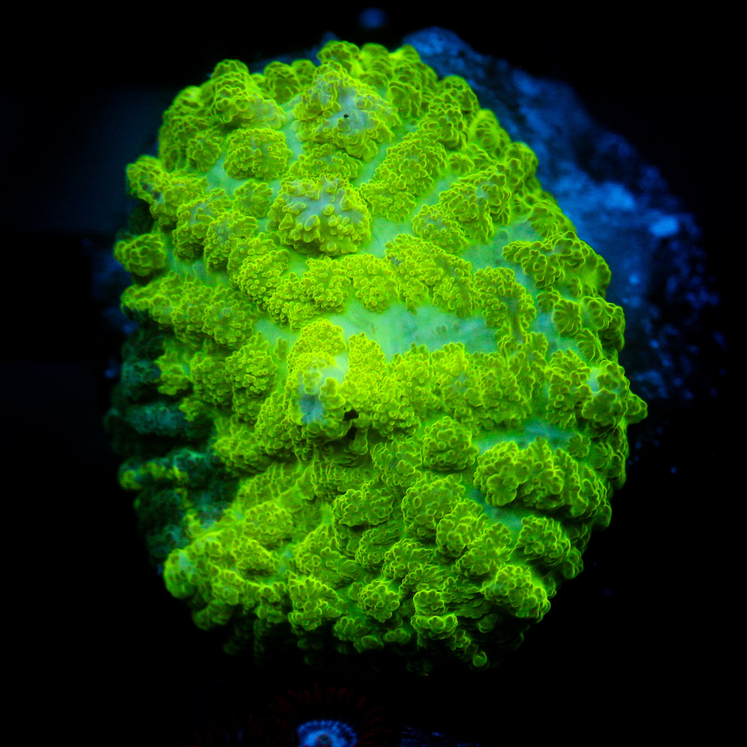JC Kryptonite Rhodactis
