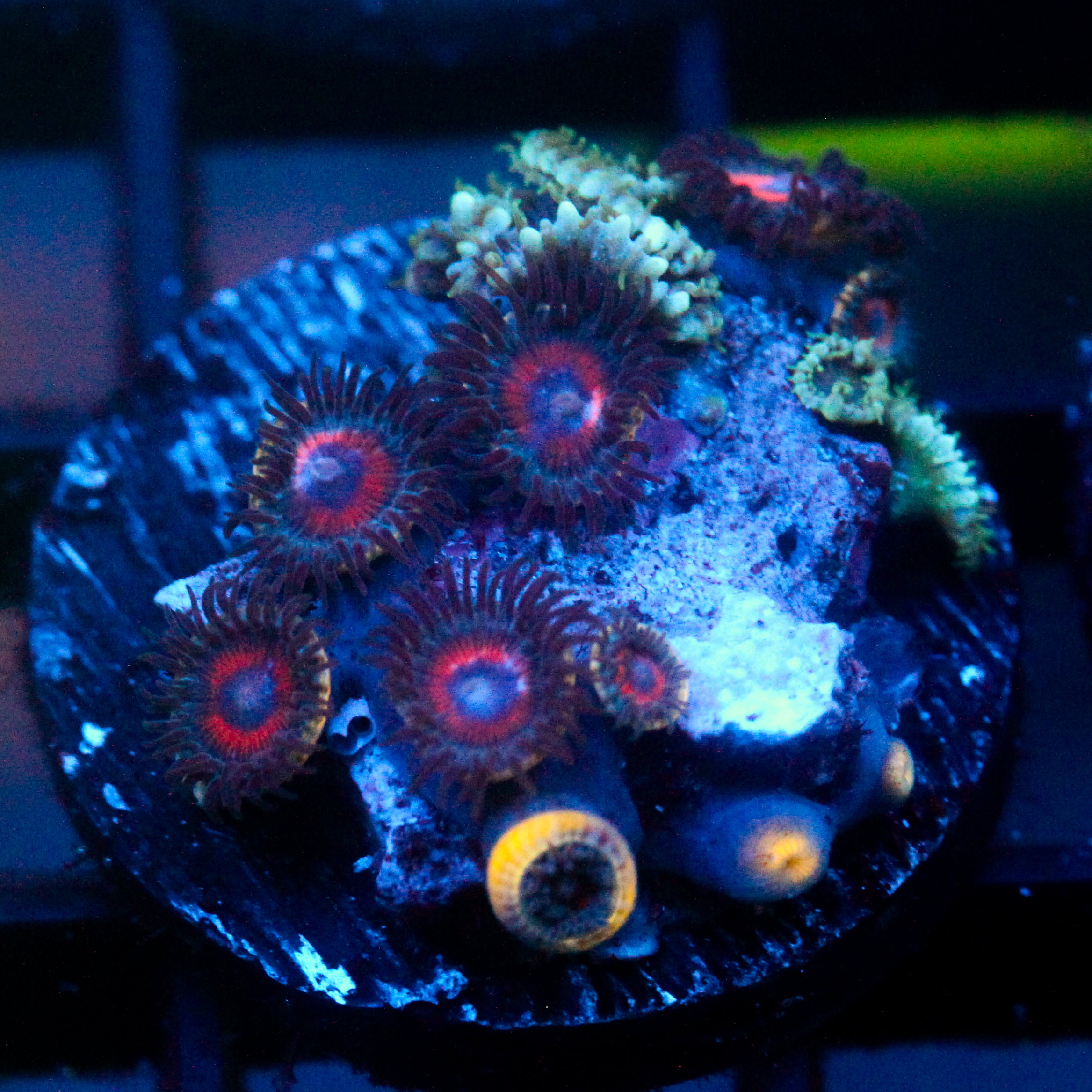 JC Evil Zoa's