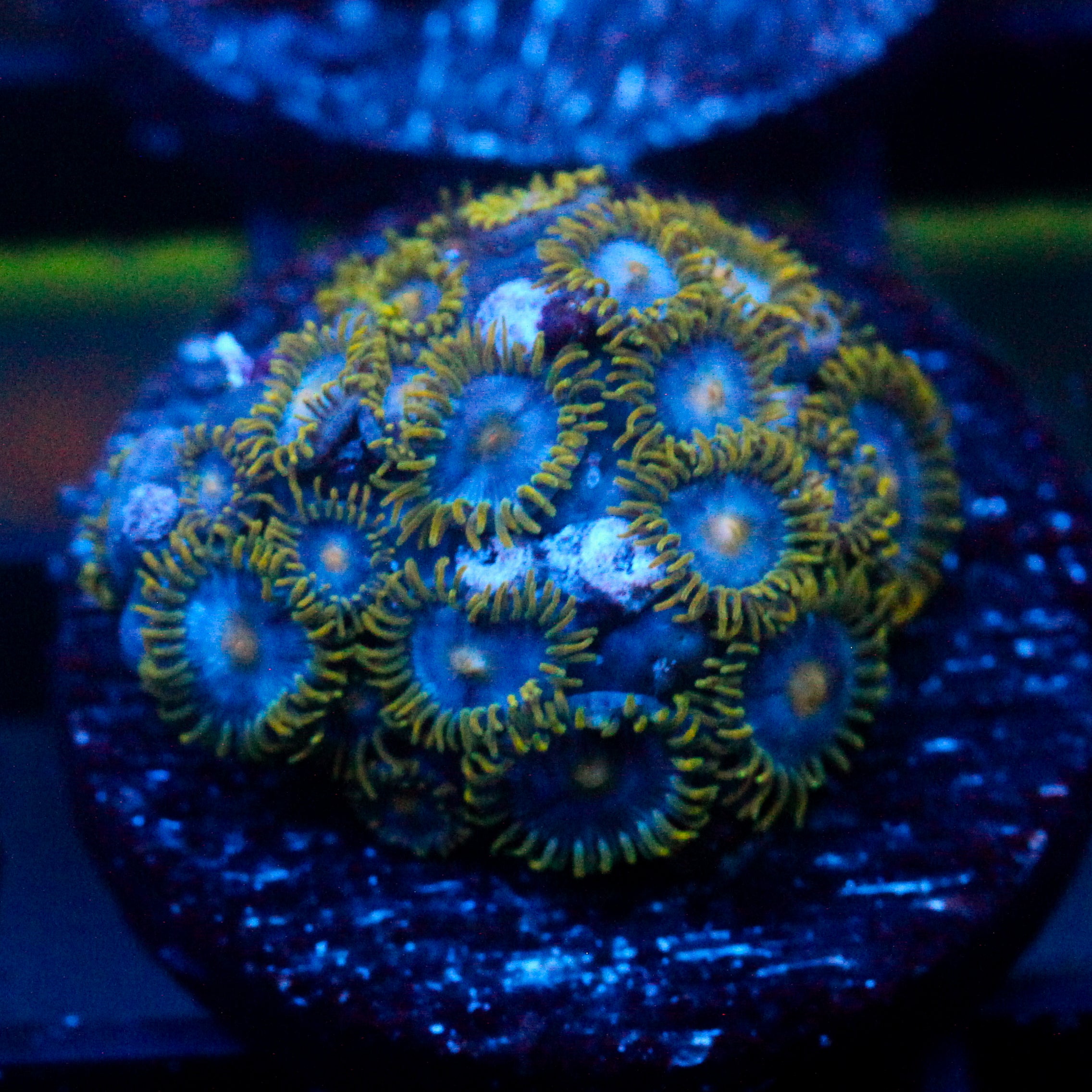 JC Blue Beast Zoanthid