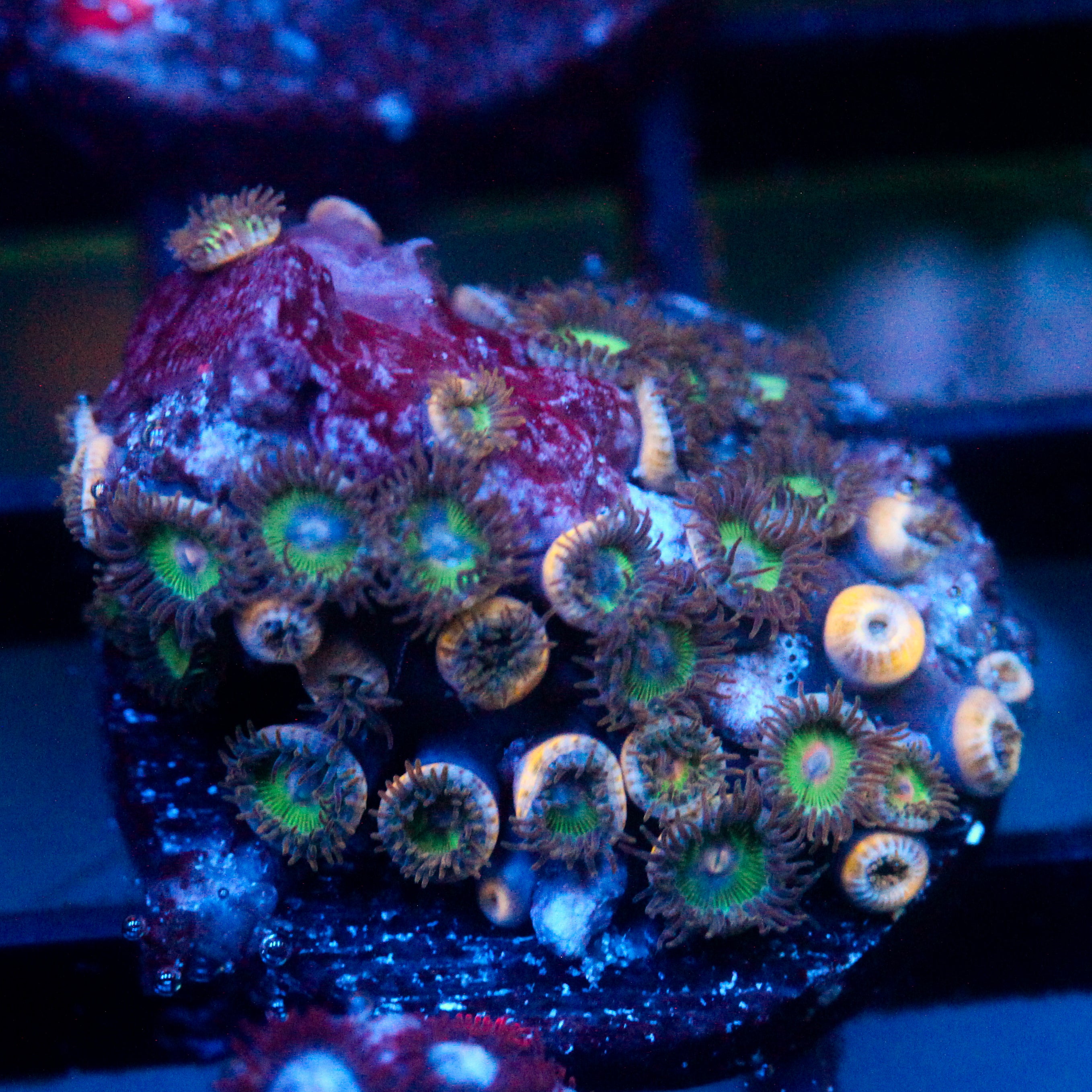 JC Zoa Garden Seed