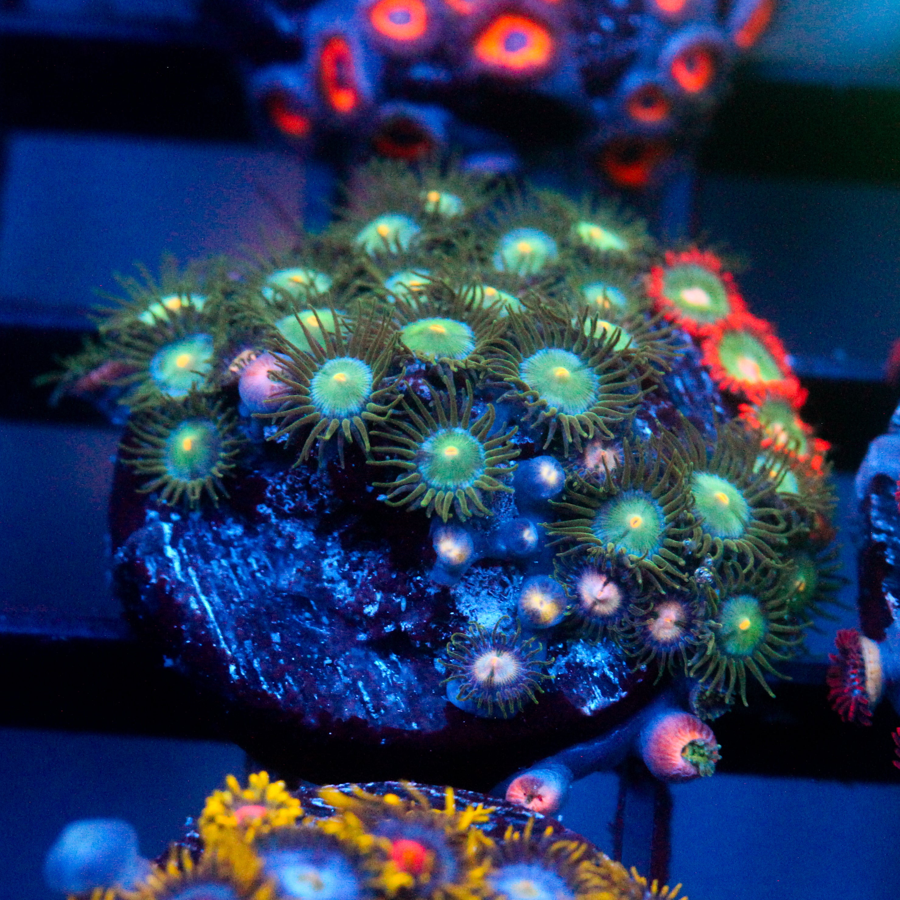 JC Zoa Garden Seed