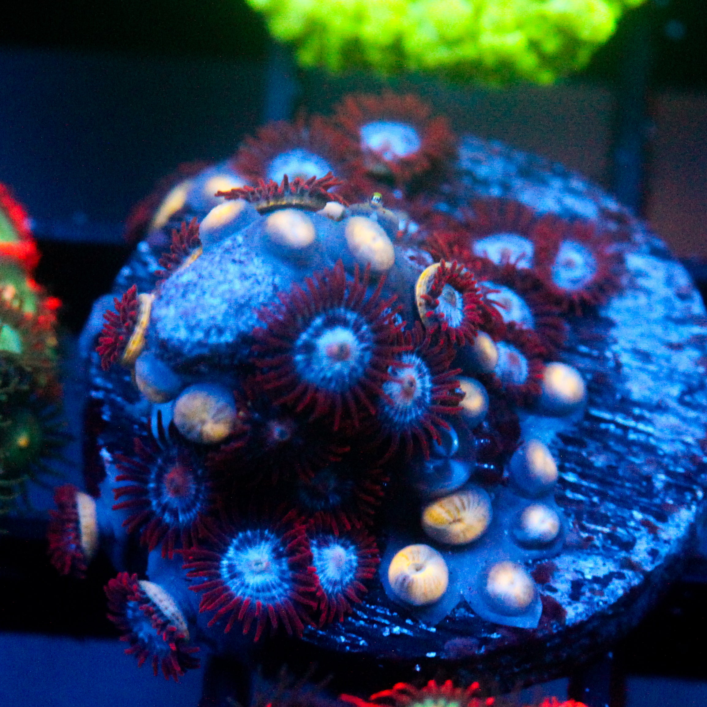 JC Nova Zoanthid Mix