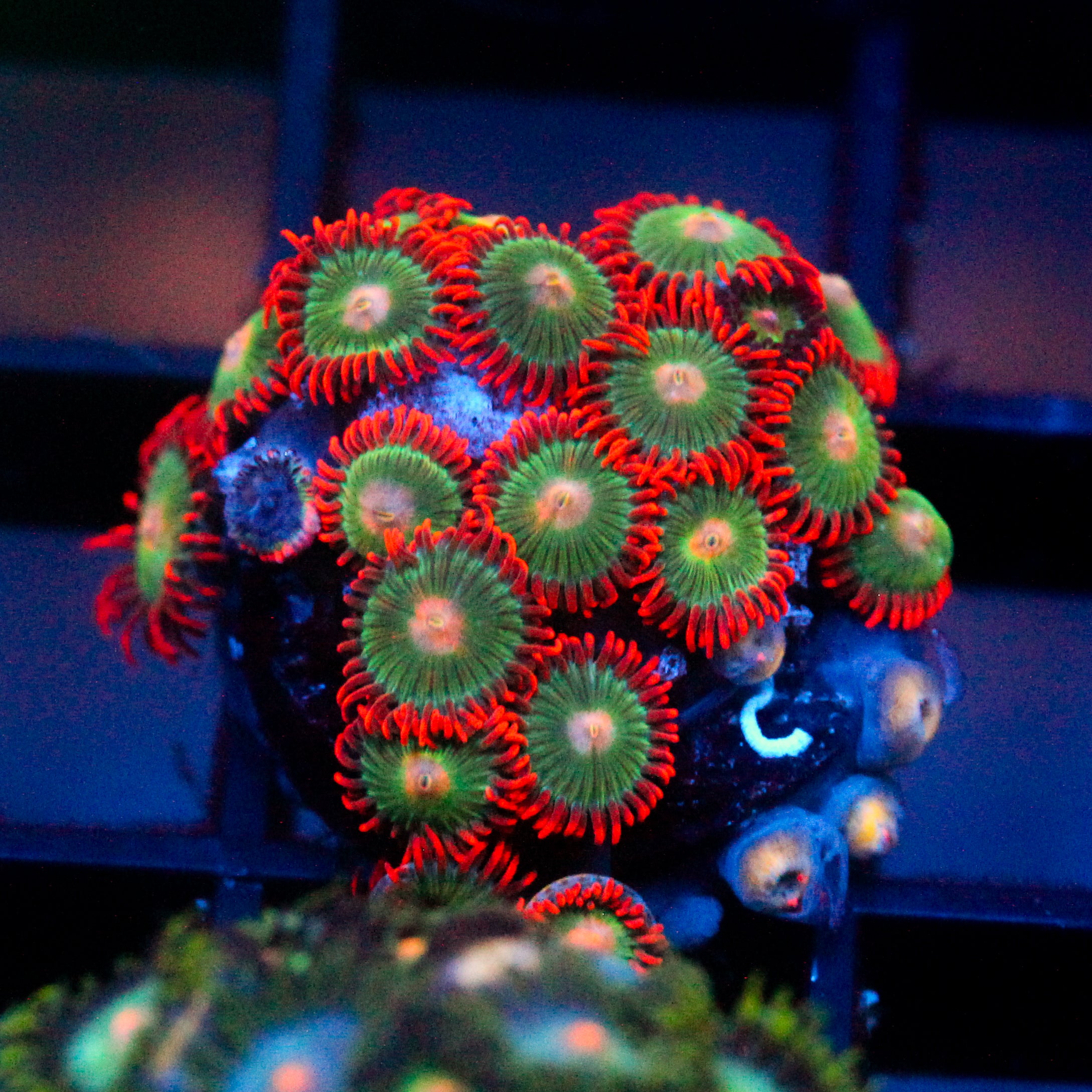 JC Gatorade Zoanthids