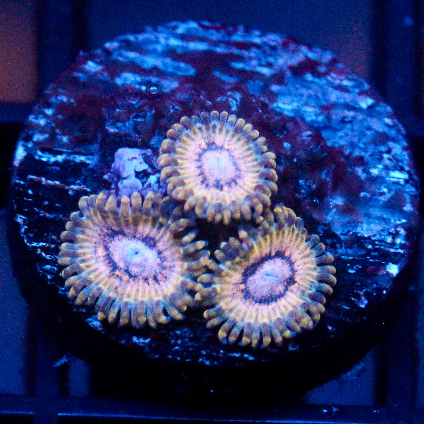 JC White Hole Zoanthid