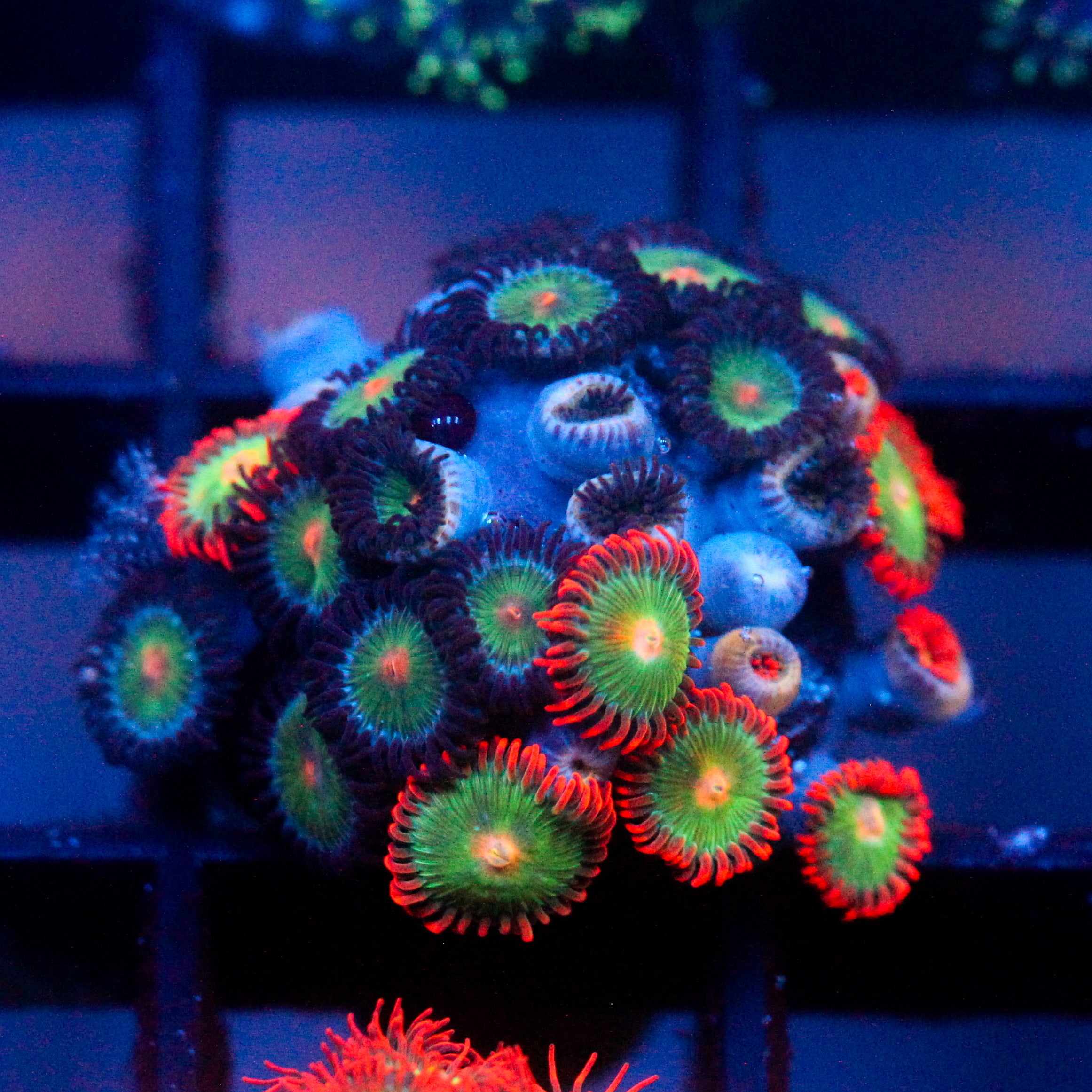 JC Zoa Garden Seed