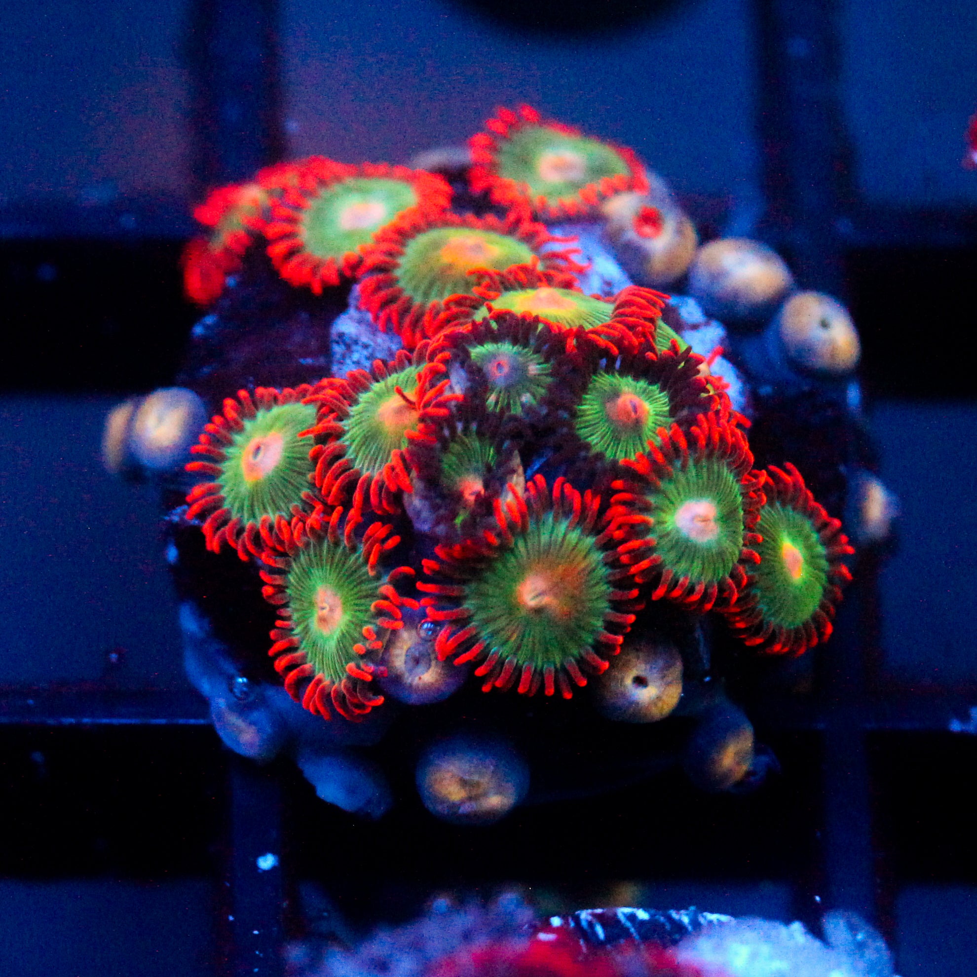 JC Gatorade Zoanthids