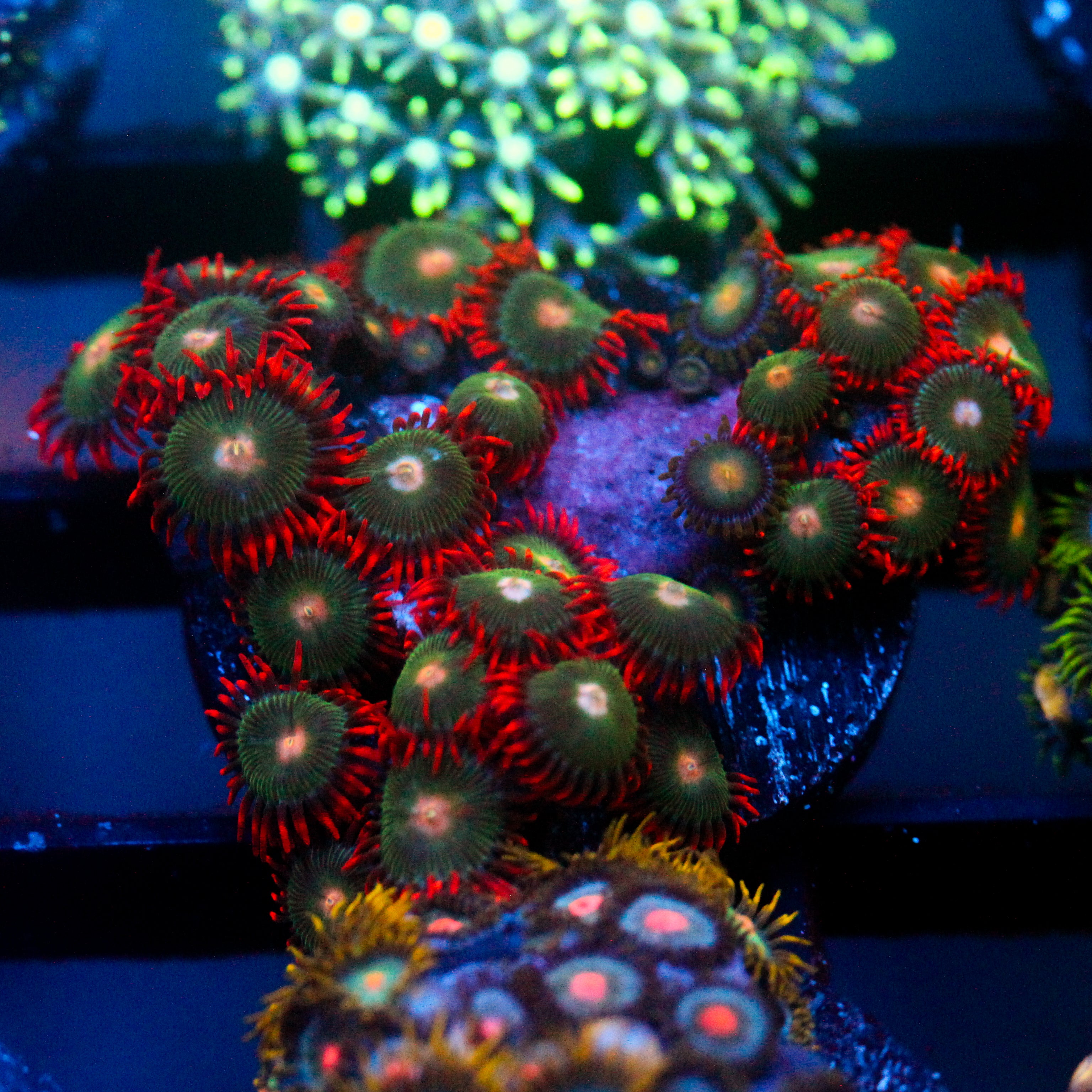 JC Gatorade Zoanthids
